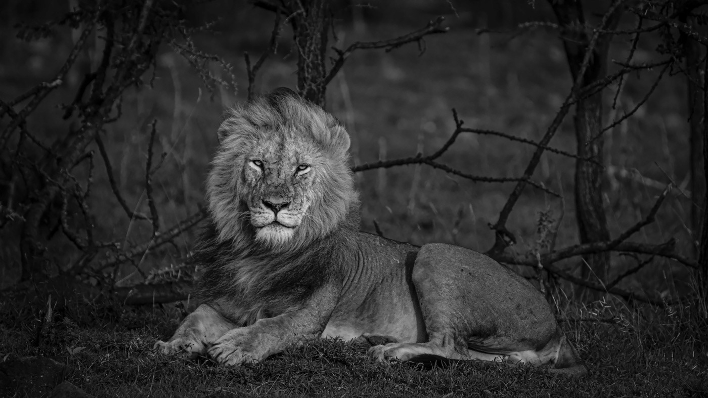 Lion King