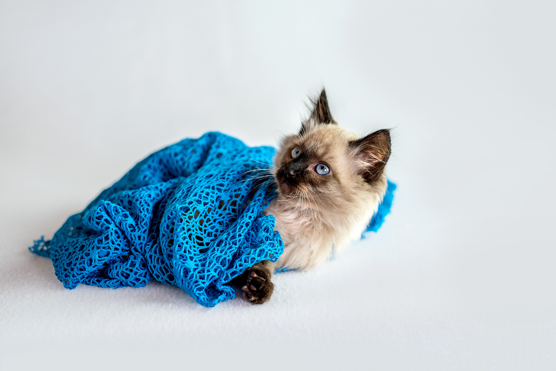 ragdoll kitten in blue blanket