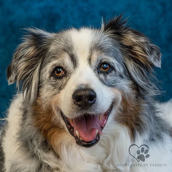 This is a happy Australian Shepherd dog