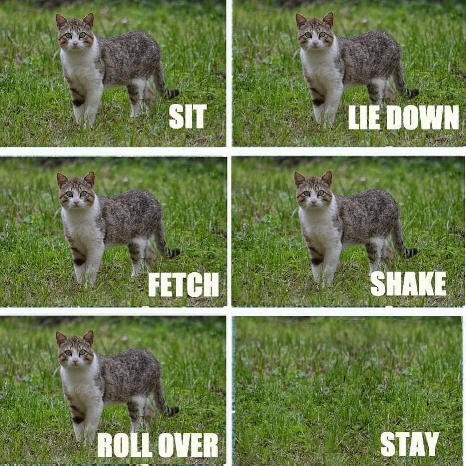 cats doing tricks, cat, feline, sit, lie down, fetch, shake, roll over, stay, funny