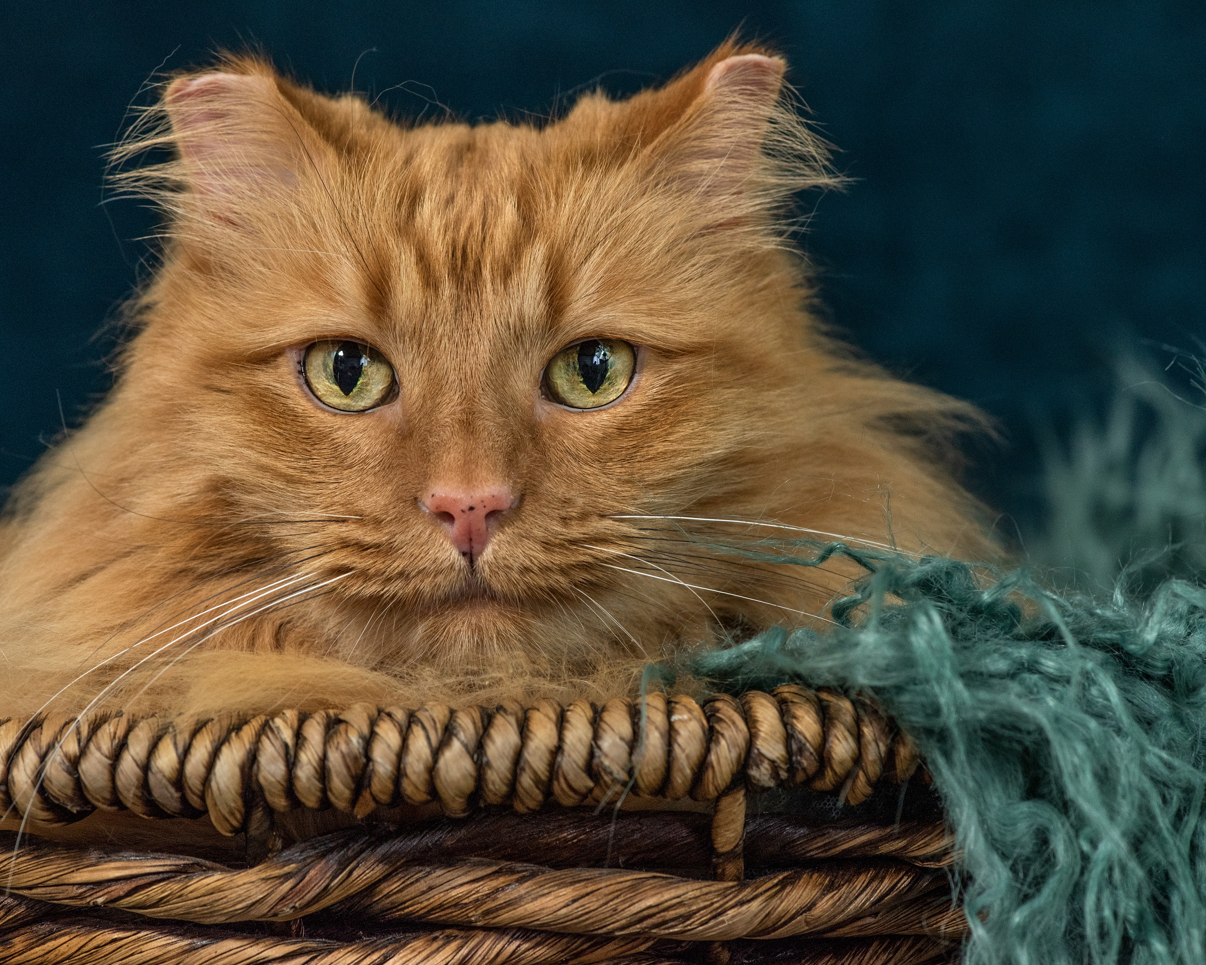 cat, kitty, feline, Maine Coon, posing, basket, orange, fur, furry, big, photo, photography, animal, love, oregon coast