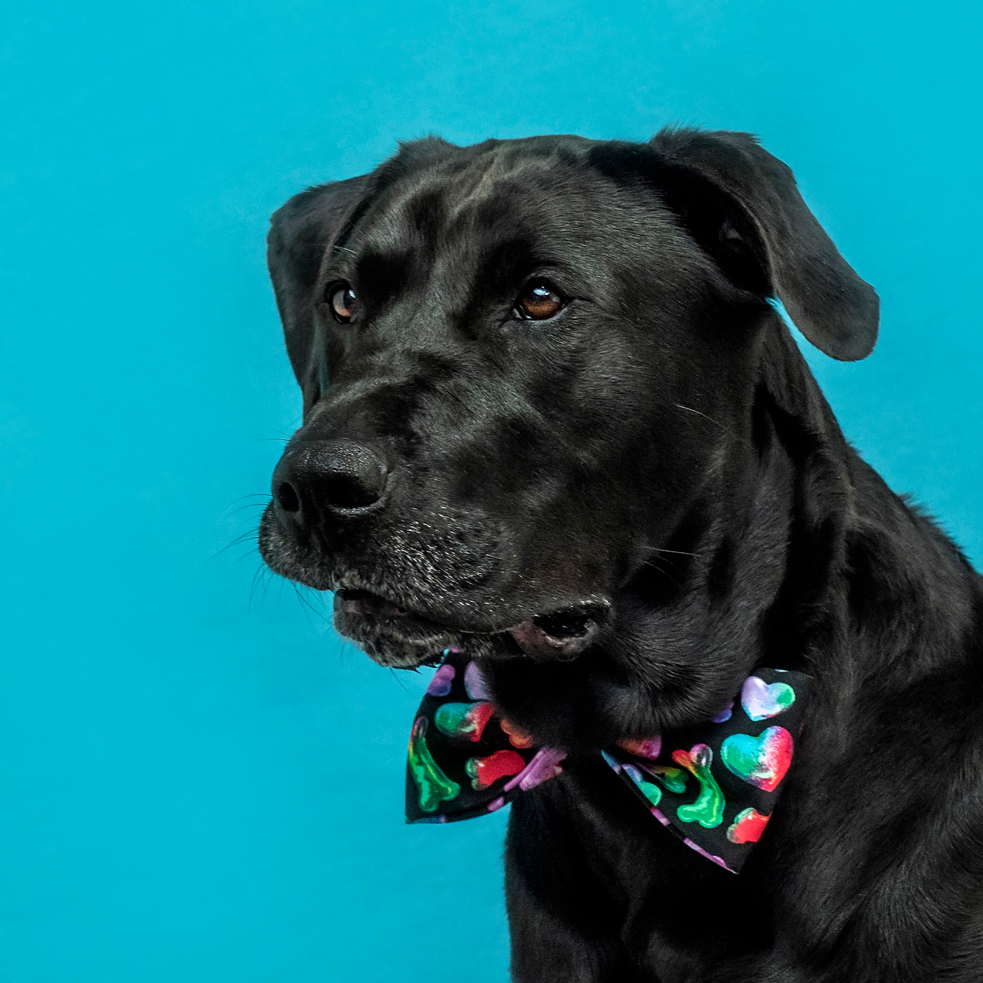 dog, doggie, doggy, canine, labrador, labrador retriever, lab, black, fur, furry, bow tie, dog photo, photograph, oregon coast, lincoln city, oregon