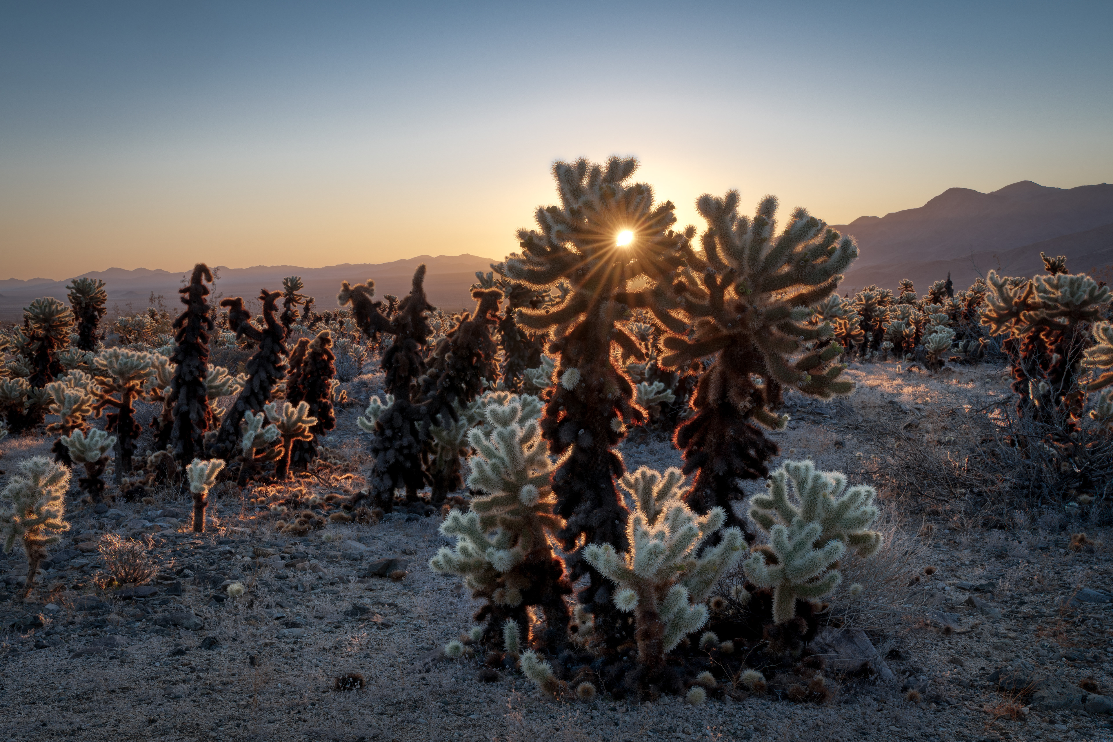 Joshua Tree