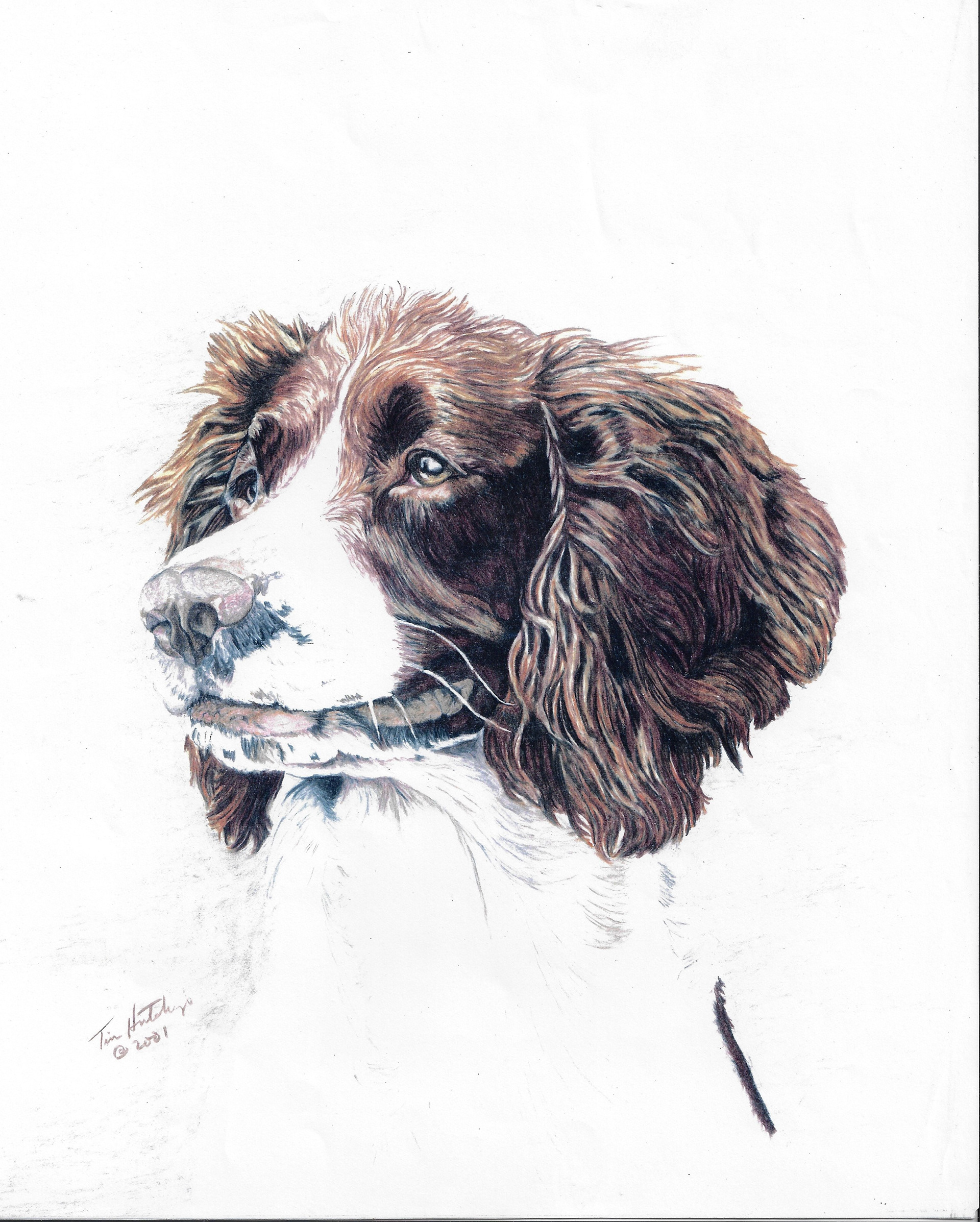 Dog done with color pencil on hardpress illustration board