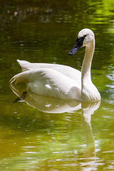 Swan Goose  Saint Louis Zoo