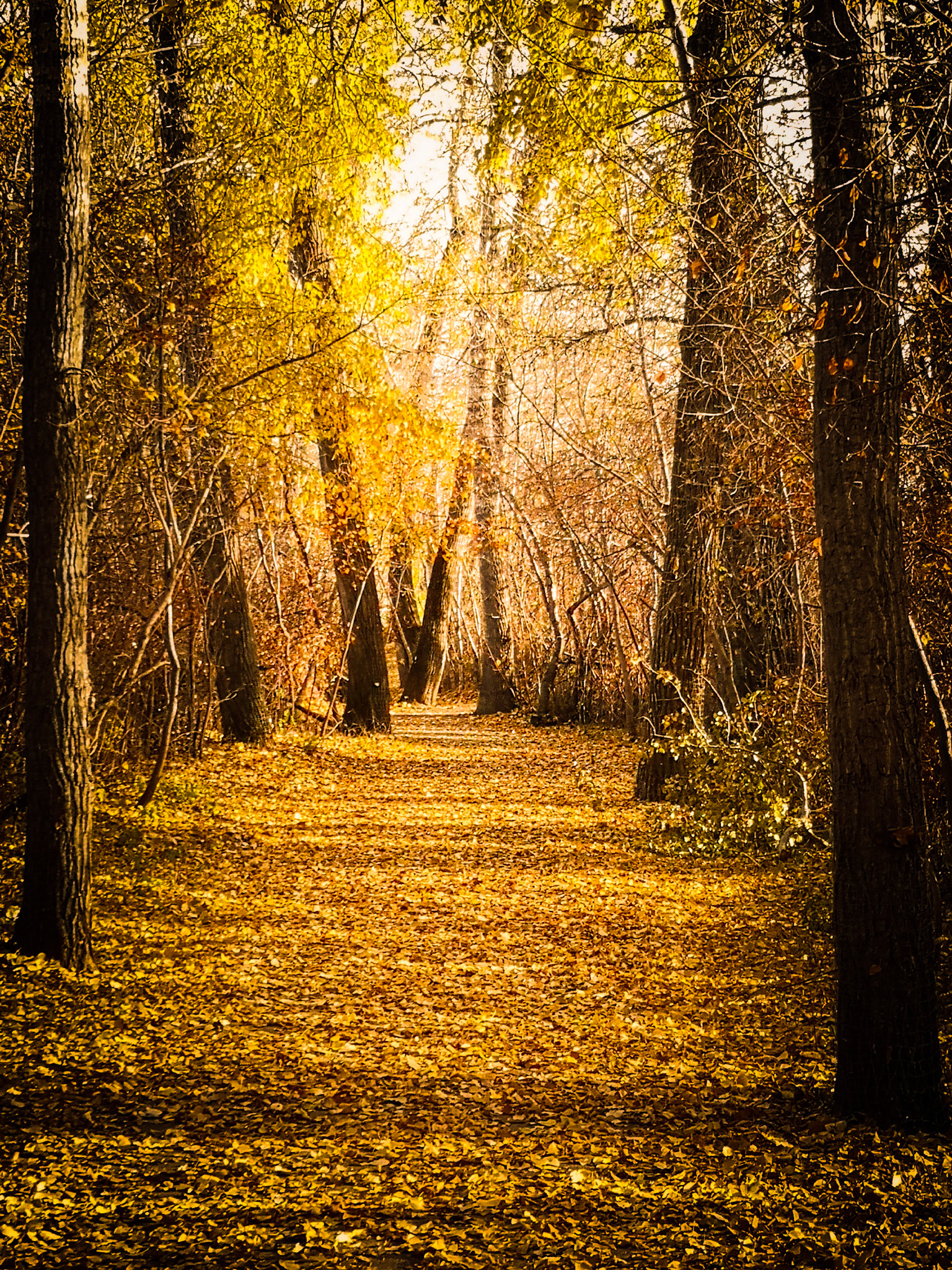 fall woods