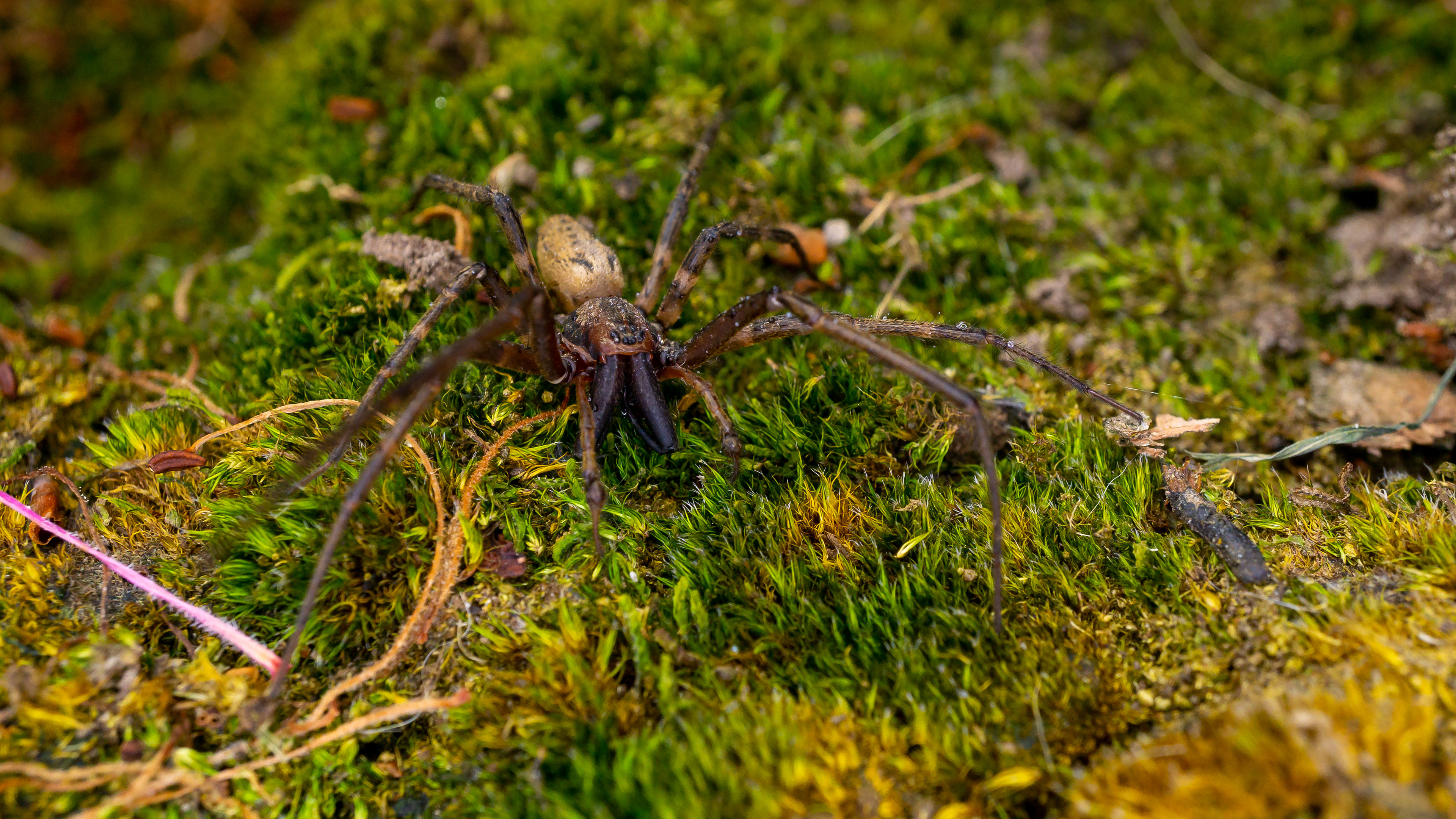 Cambridgea foliata and her jaws