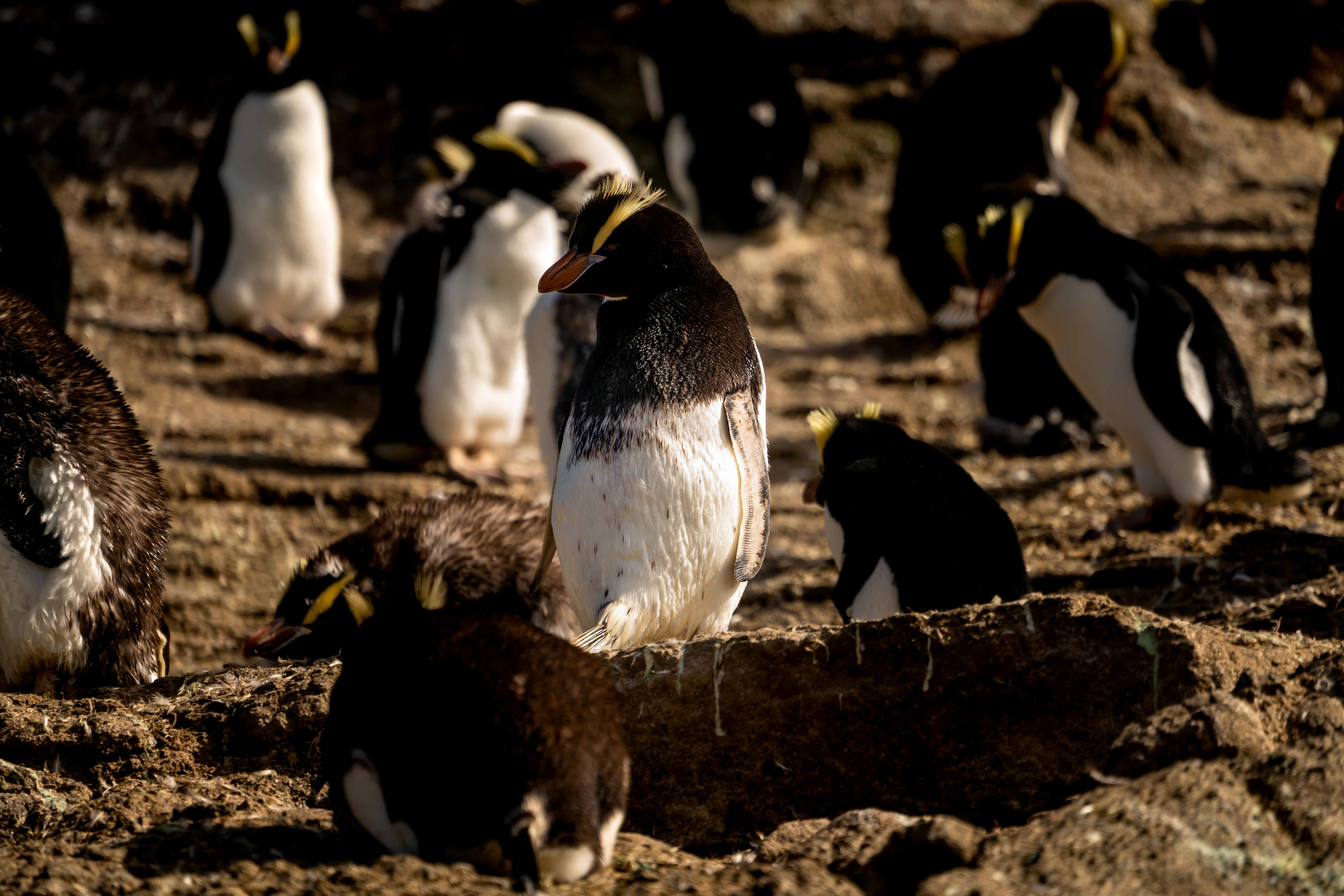 Erect-crested penguin