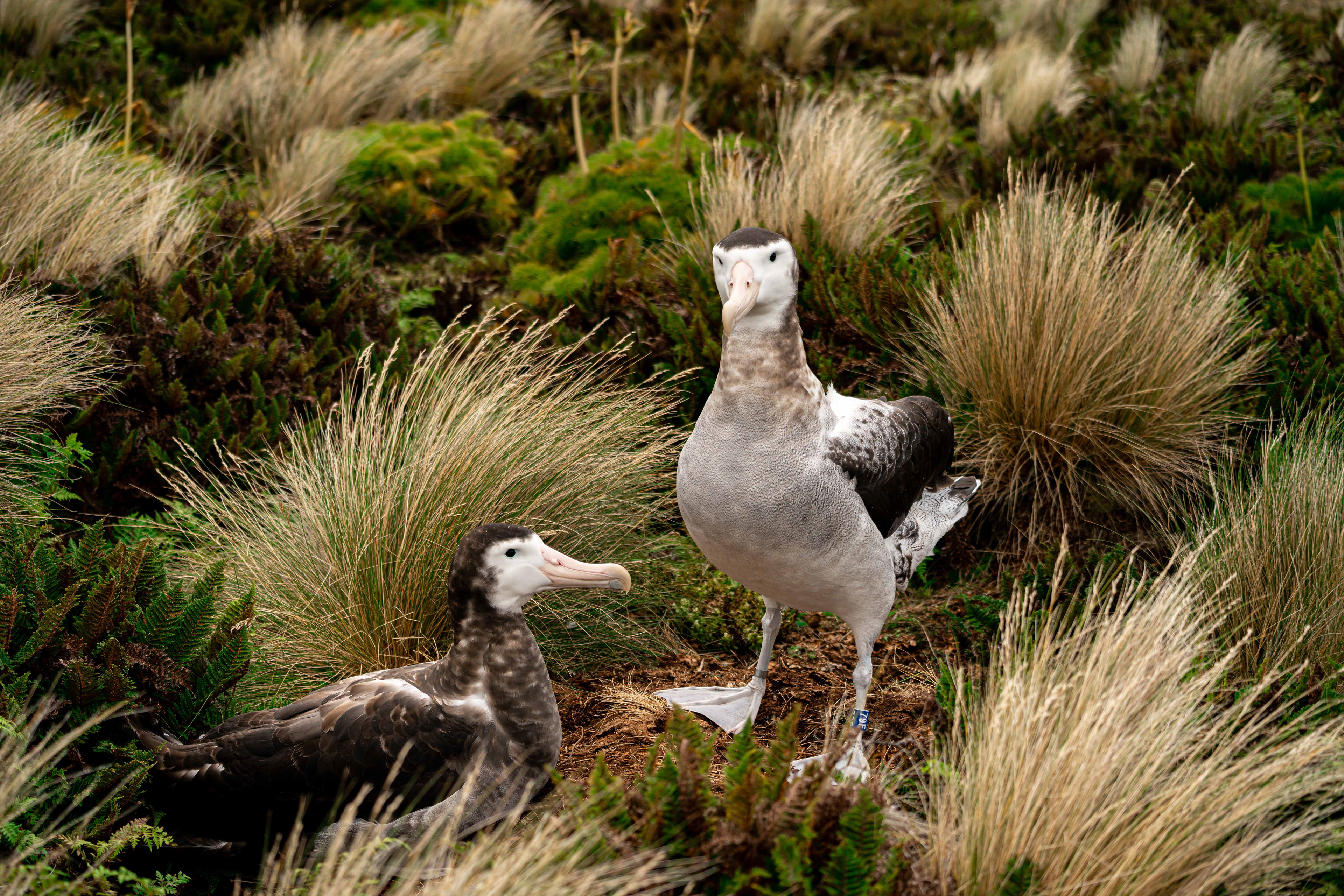 Antipodean Wandering albatross pair