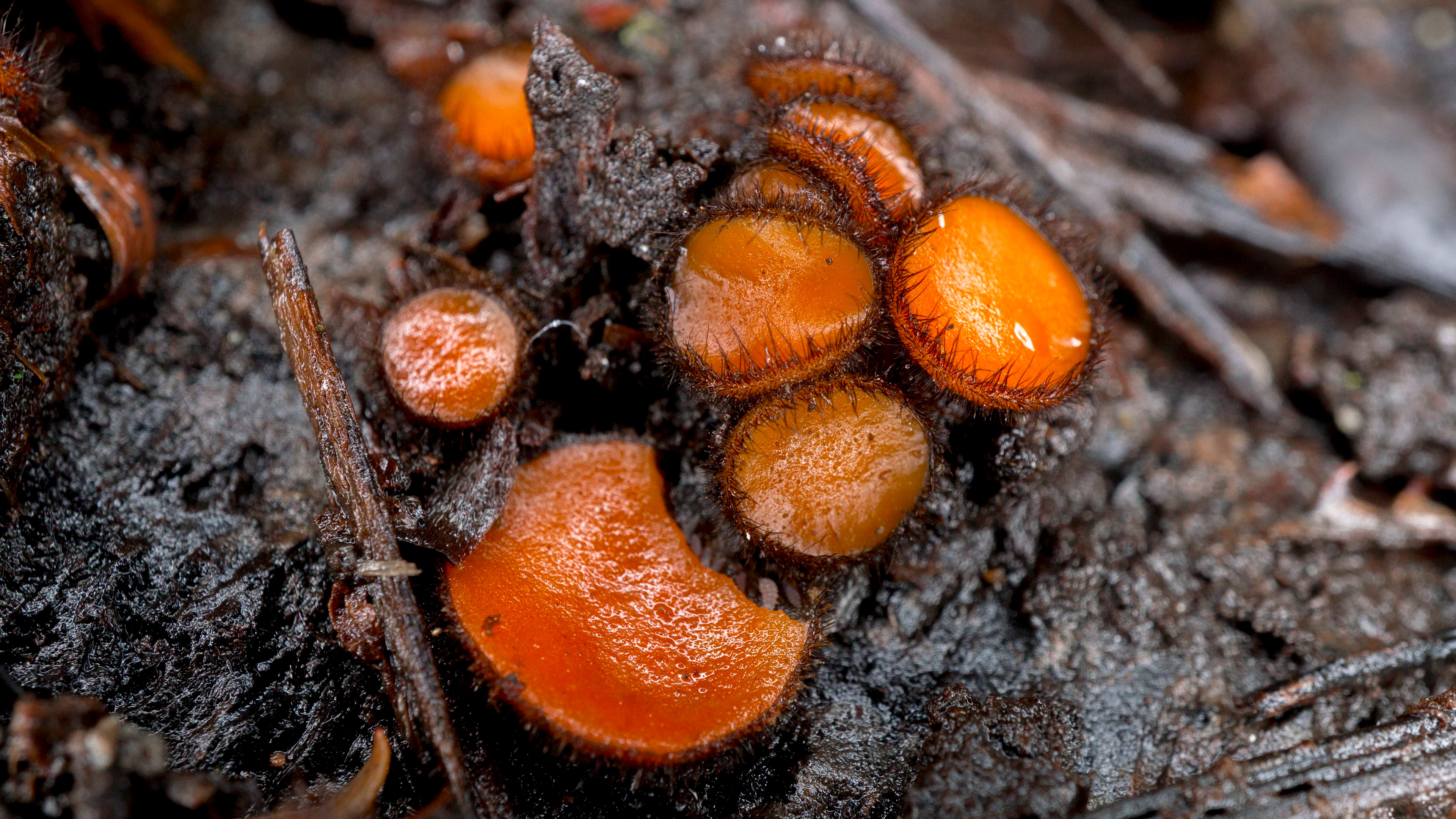 Eyelash cup fungus, Seaward Bush - Invercargill, New Zealand