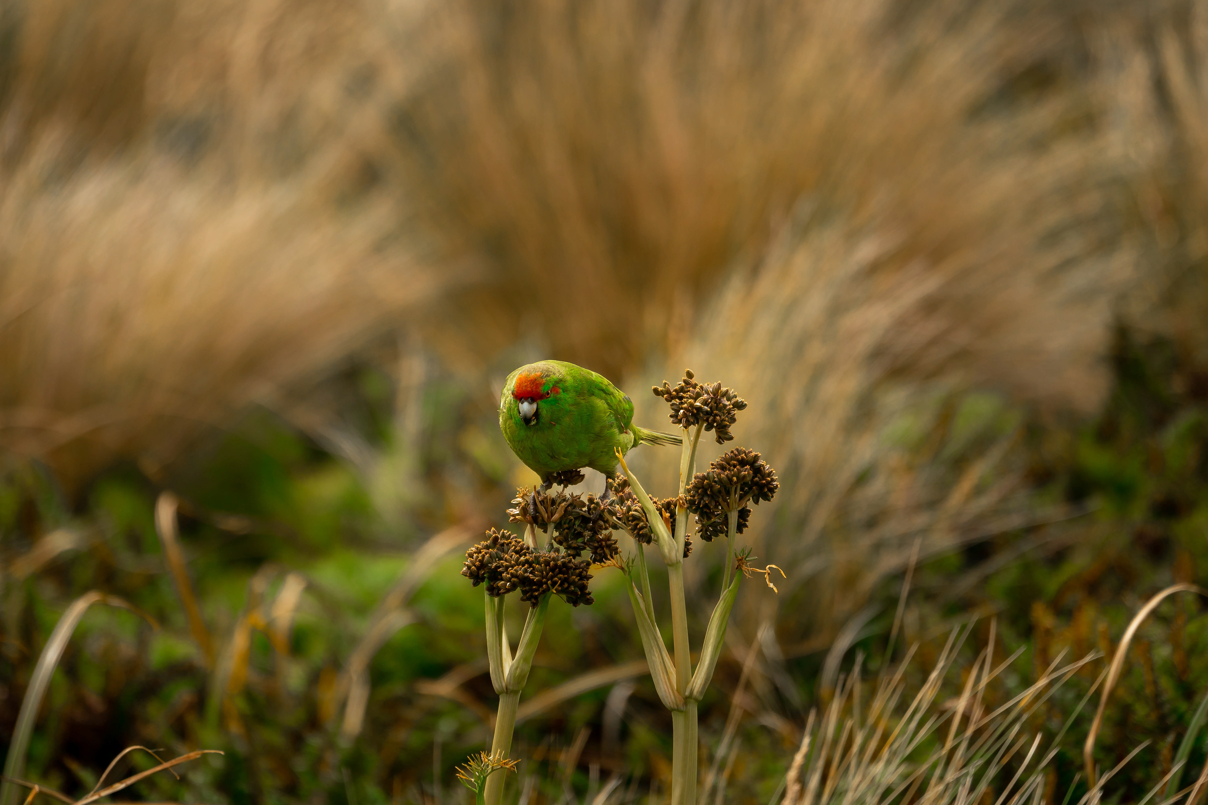 Reischek's parakeet
