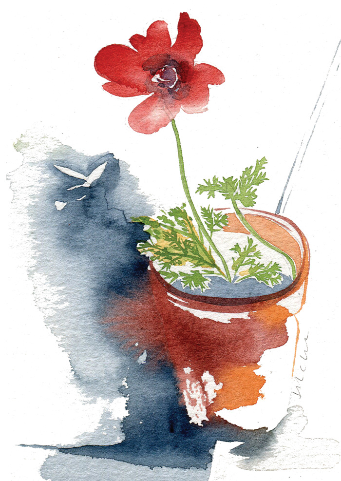 Anemone watercolour painting illustration