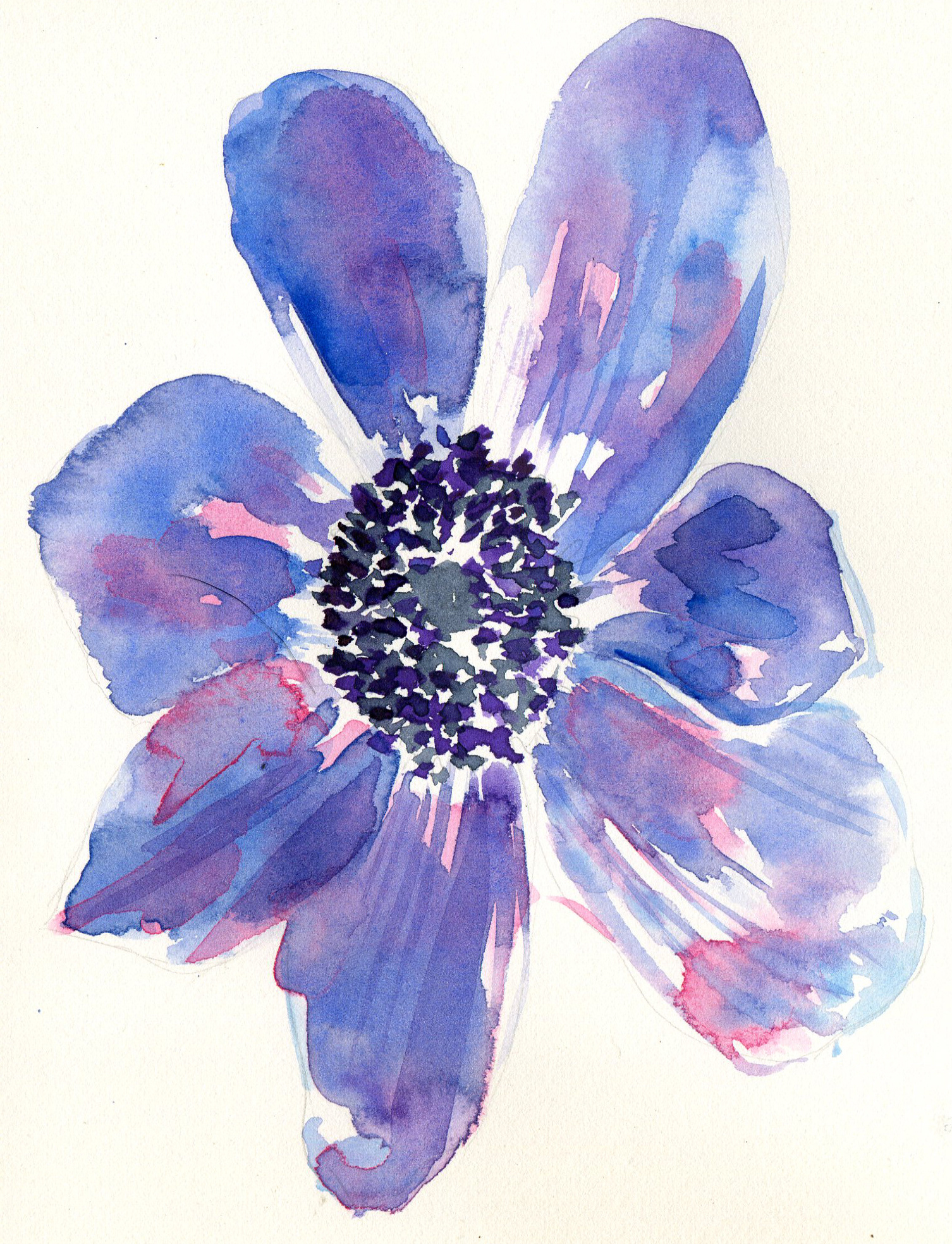 Anemone watercolour painting illustration
