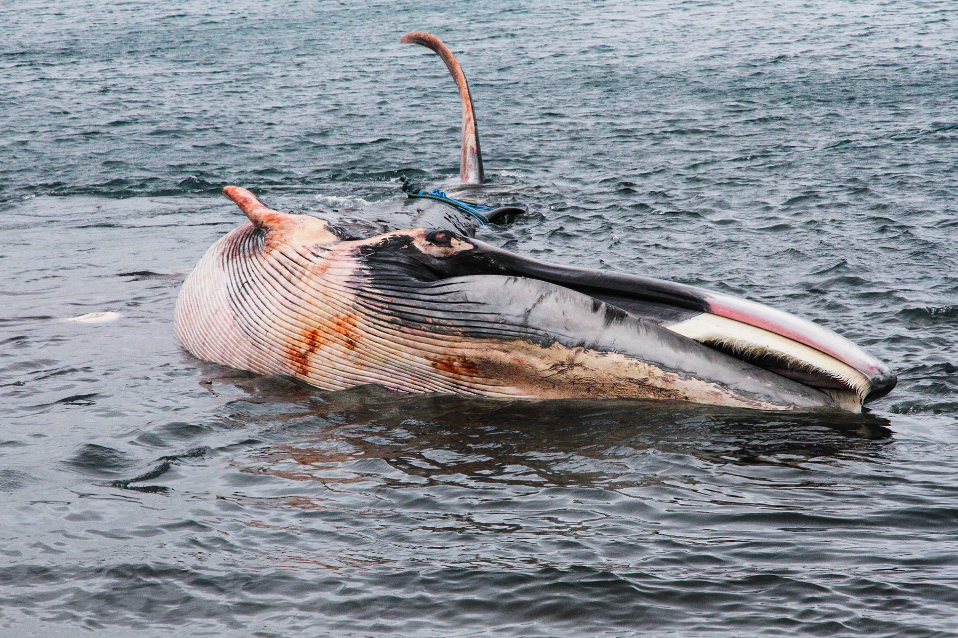 In 2019 a Fin whale had died on a small beach in Cornwall. These photographs were taken on the day the whale was being moved to a secure area for disposal.