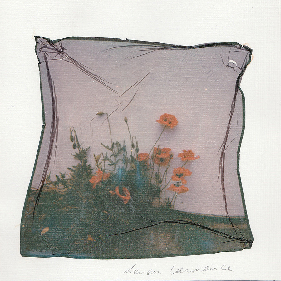 Poppies. Polaroid Lift on Water colour Paper.