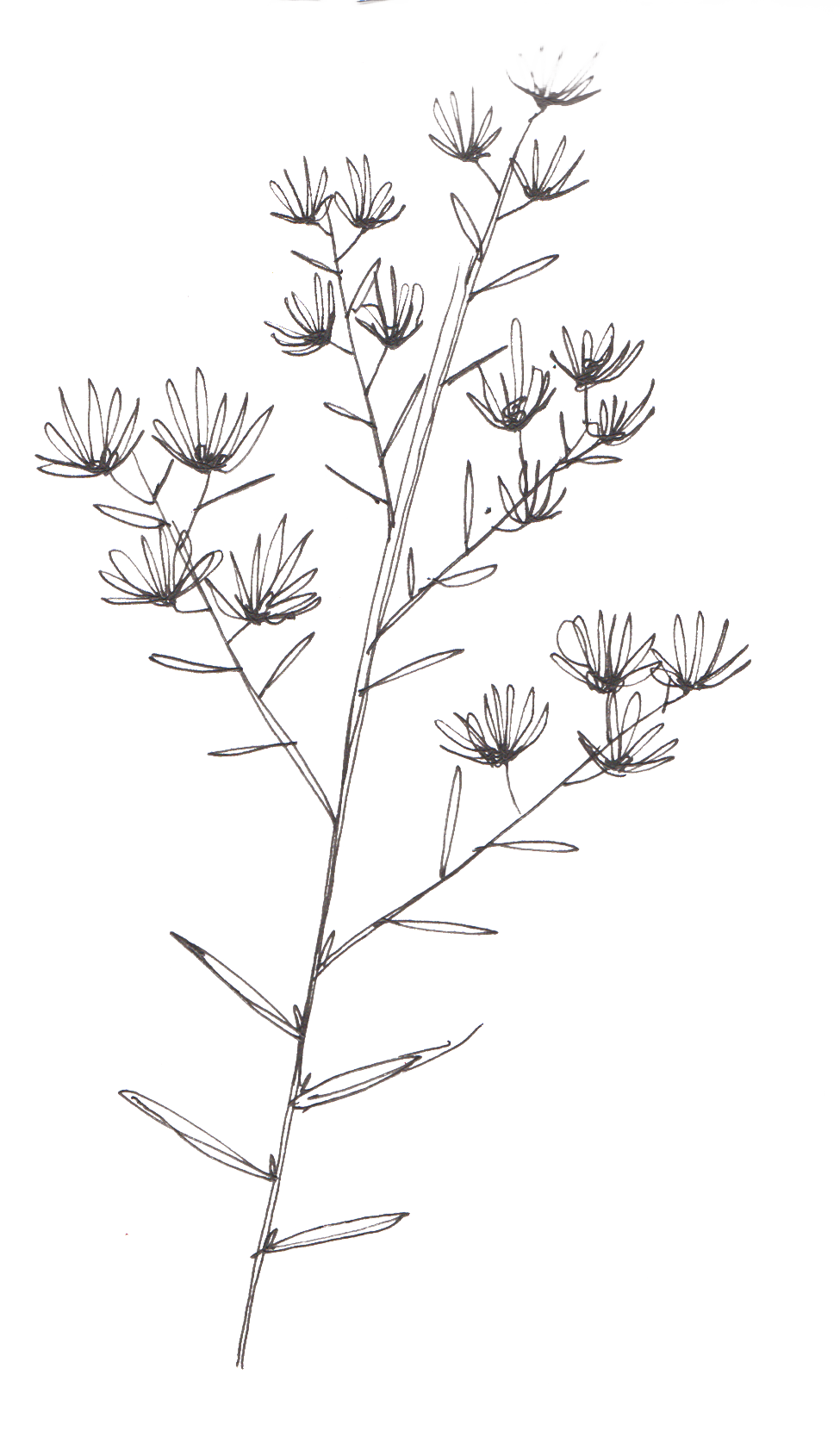 Philip Scott Plant Sketches