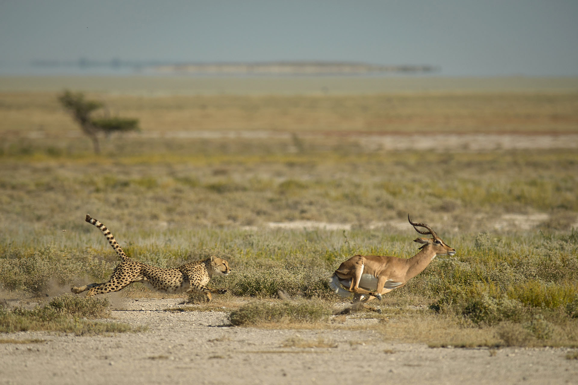 Ghepard și impala, Etosha | Namibia