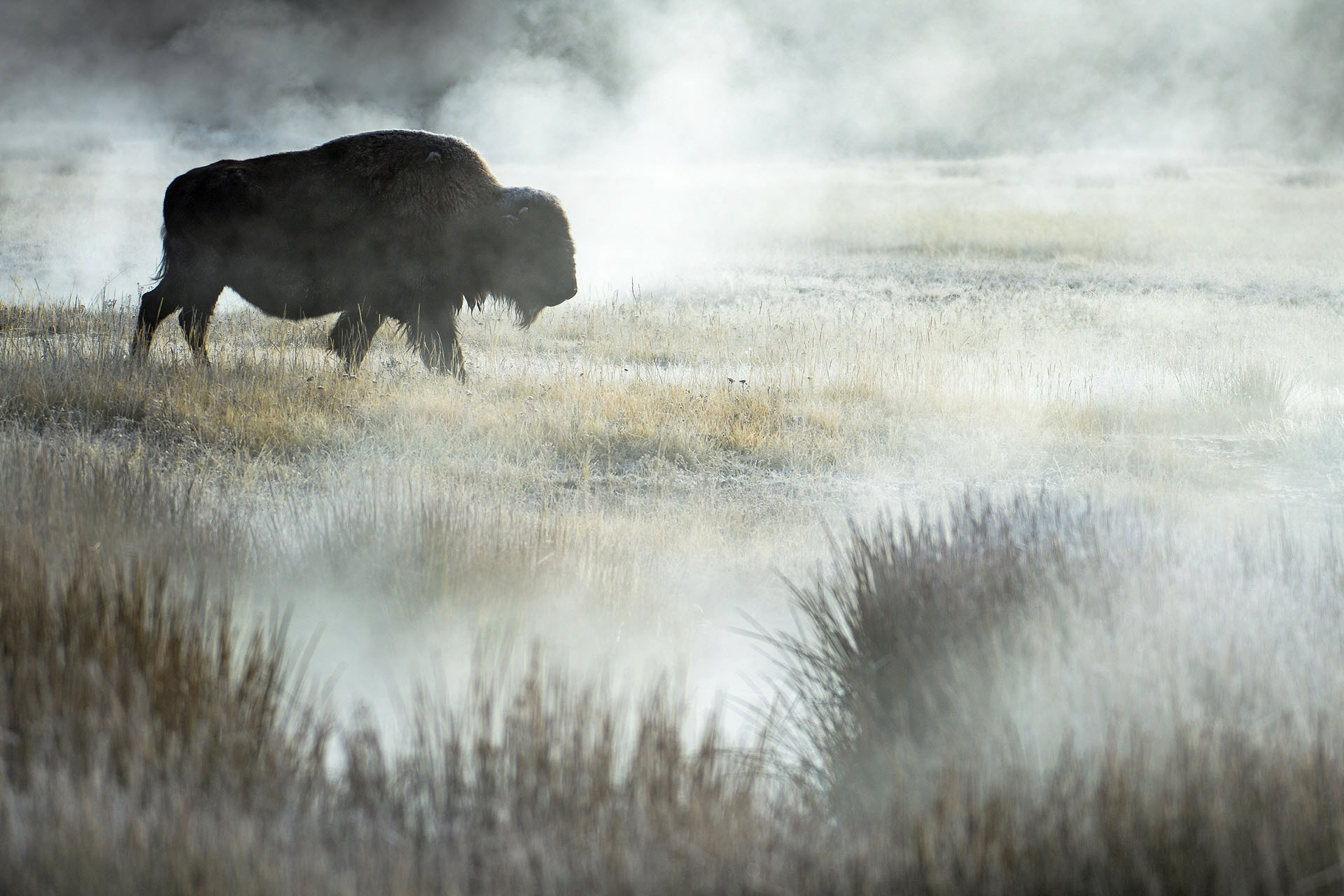 Bizon | Yellowstone