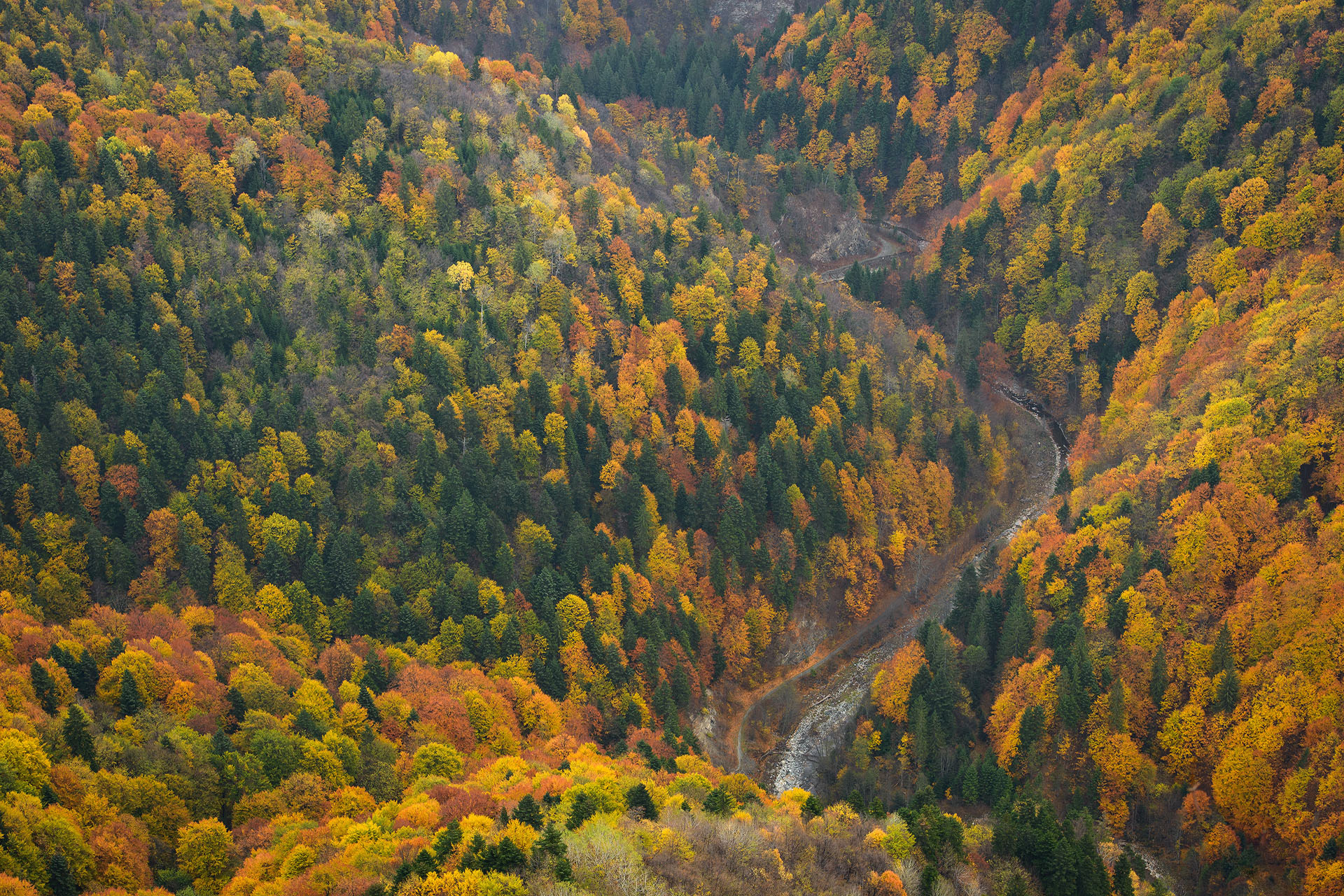 Cheile Tișiței | Parcul natural Putna - Vrancea