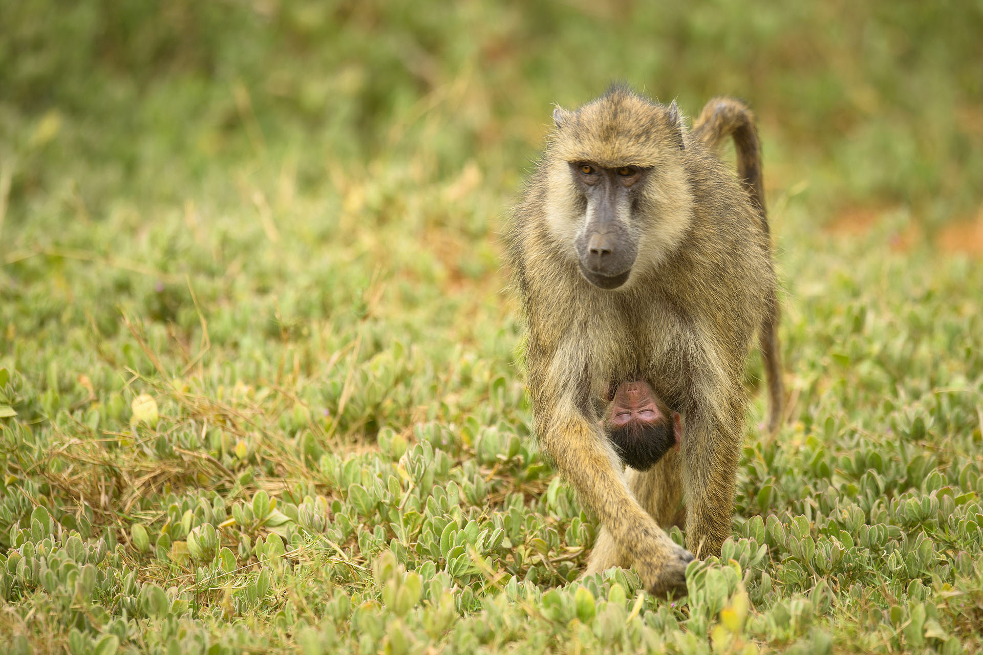 Babuin, Amboseli | Kenya