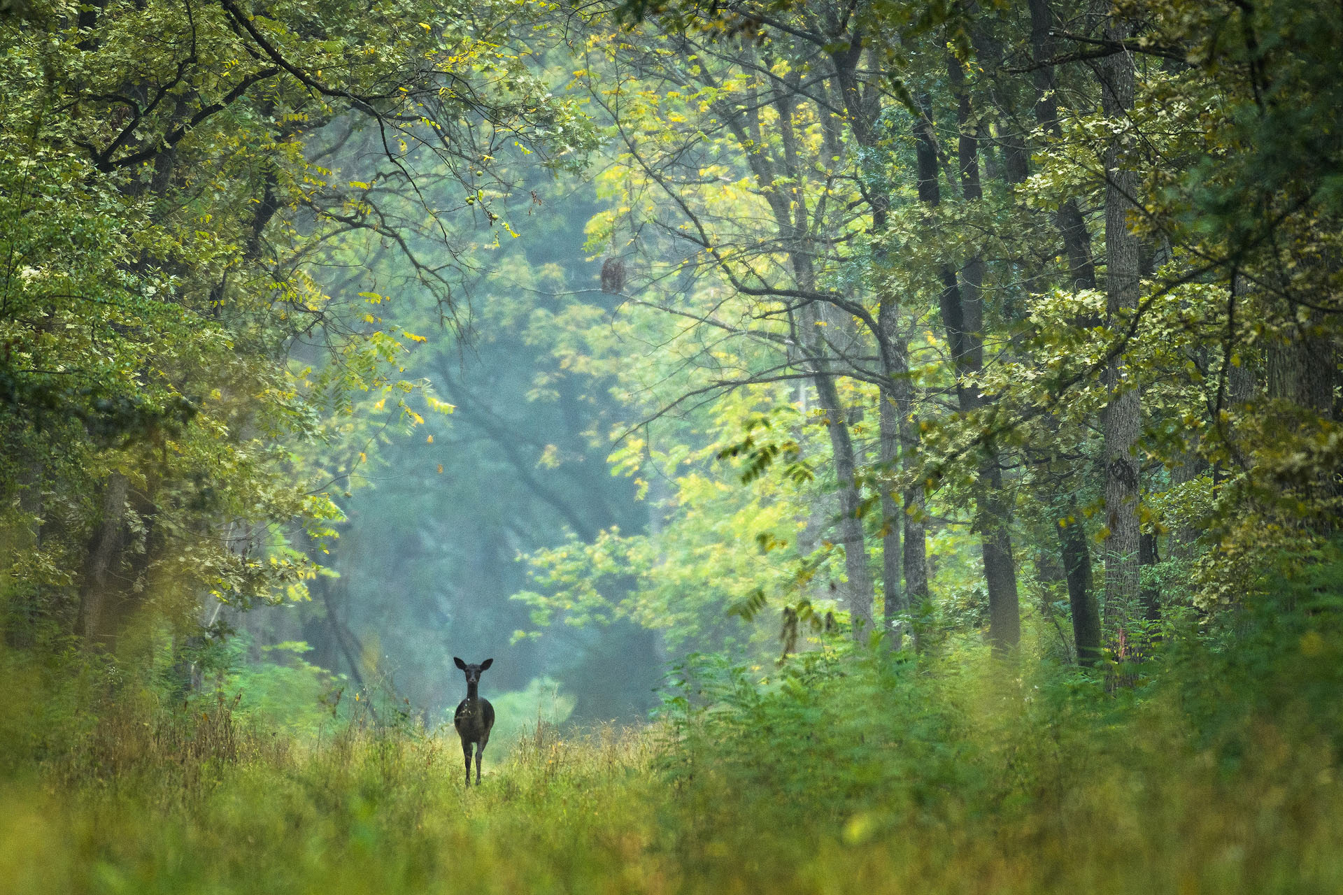 Cerb lopătar | Parcul natural Lunca Mureșului
