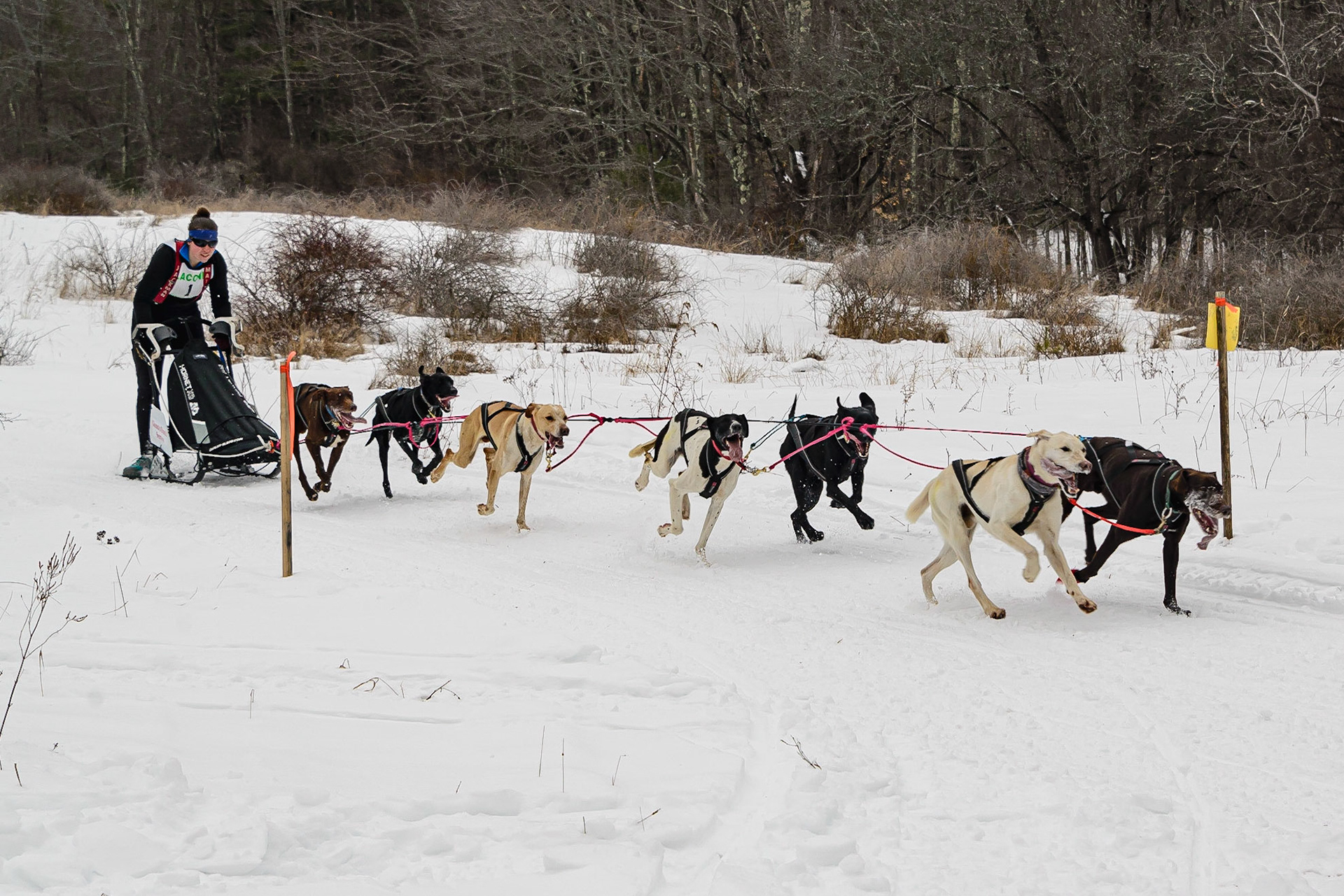 Sled Dog Races