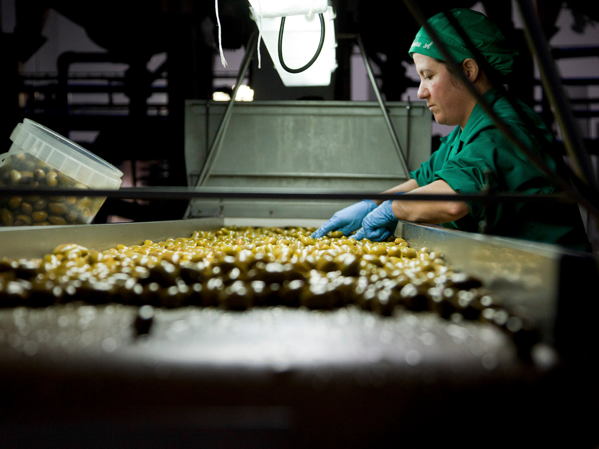 Olives at the packing plant
