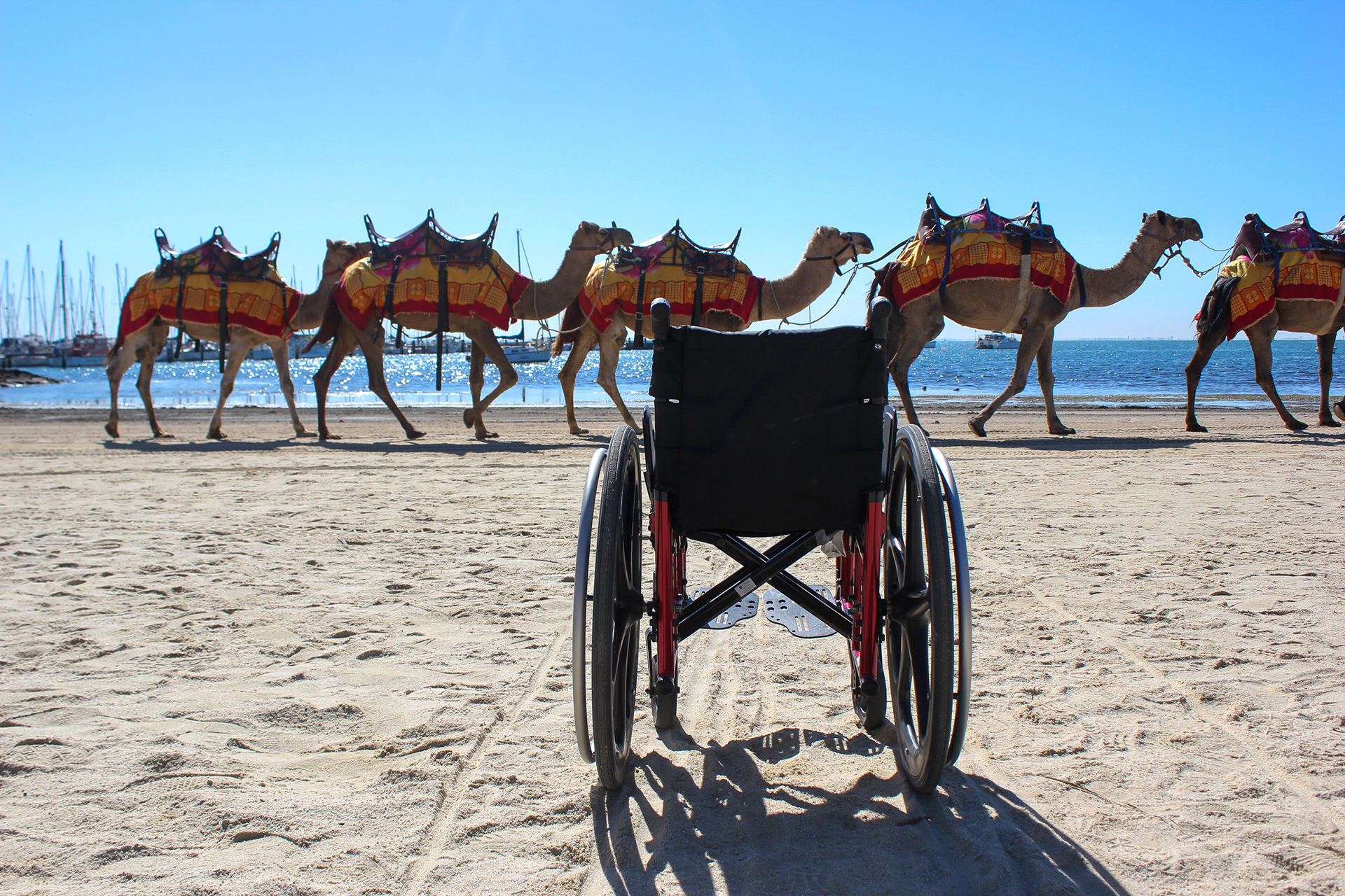 An empty wheelchair on a beach with 5 camels walking past