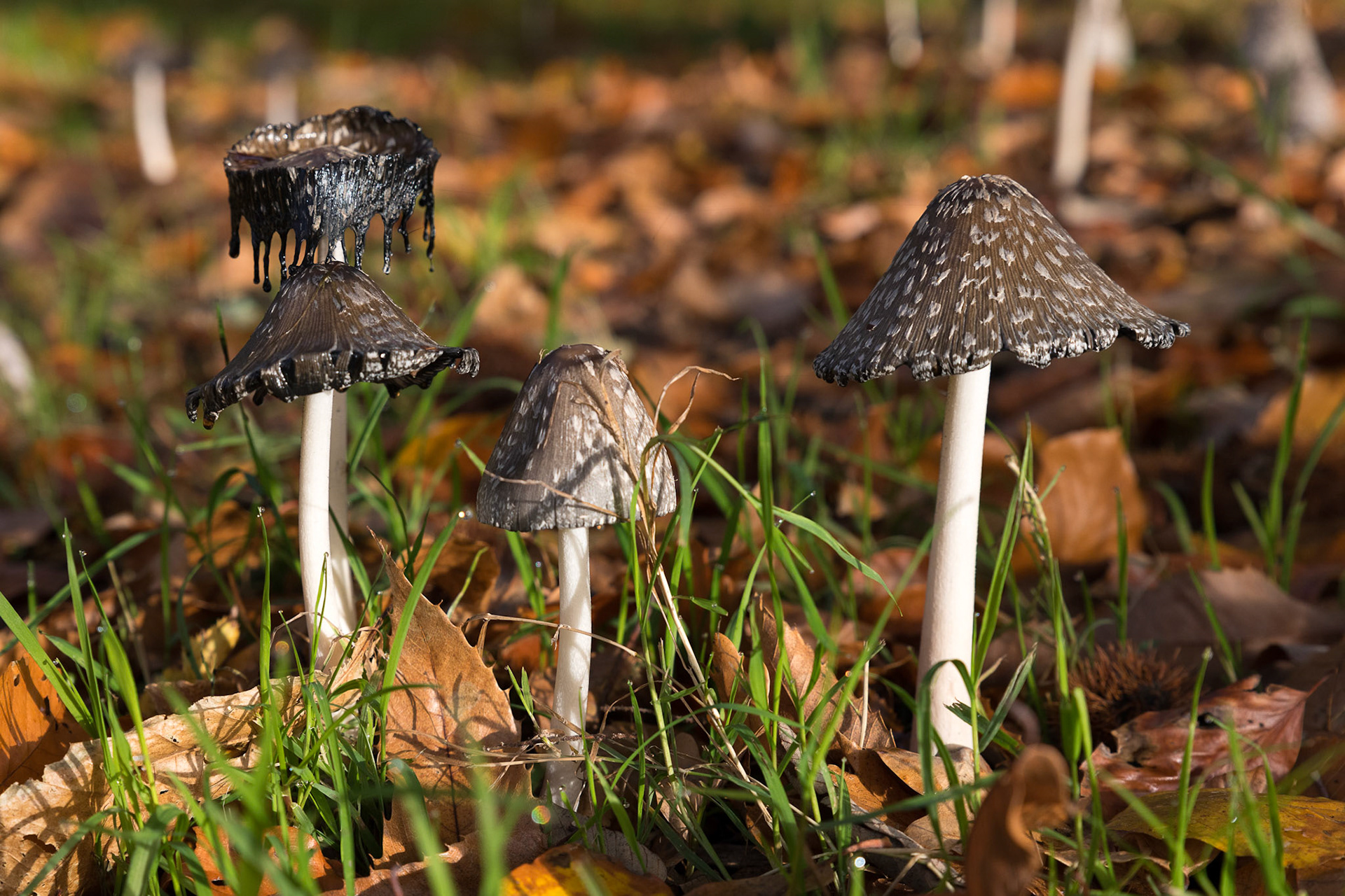 Champignons (coprin noir d'encre) sous un châtaignier du jardin du Manoir des Salles.