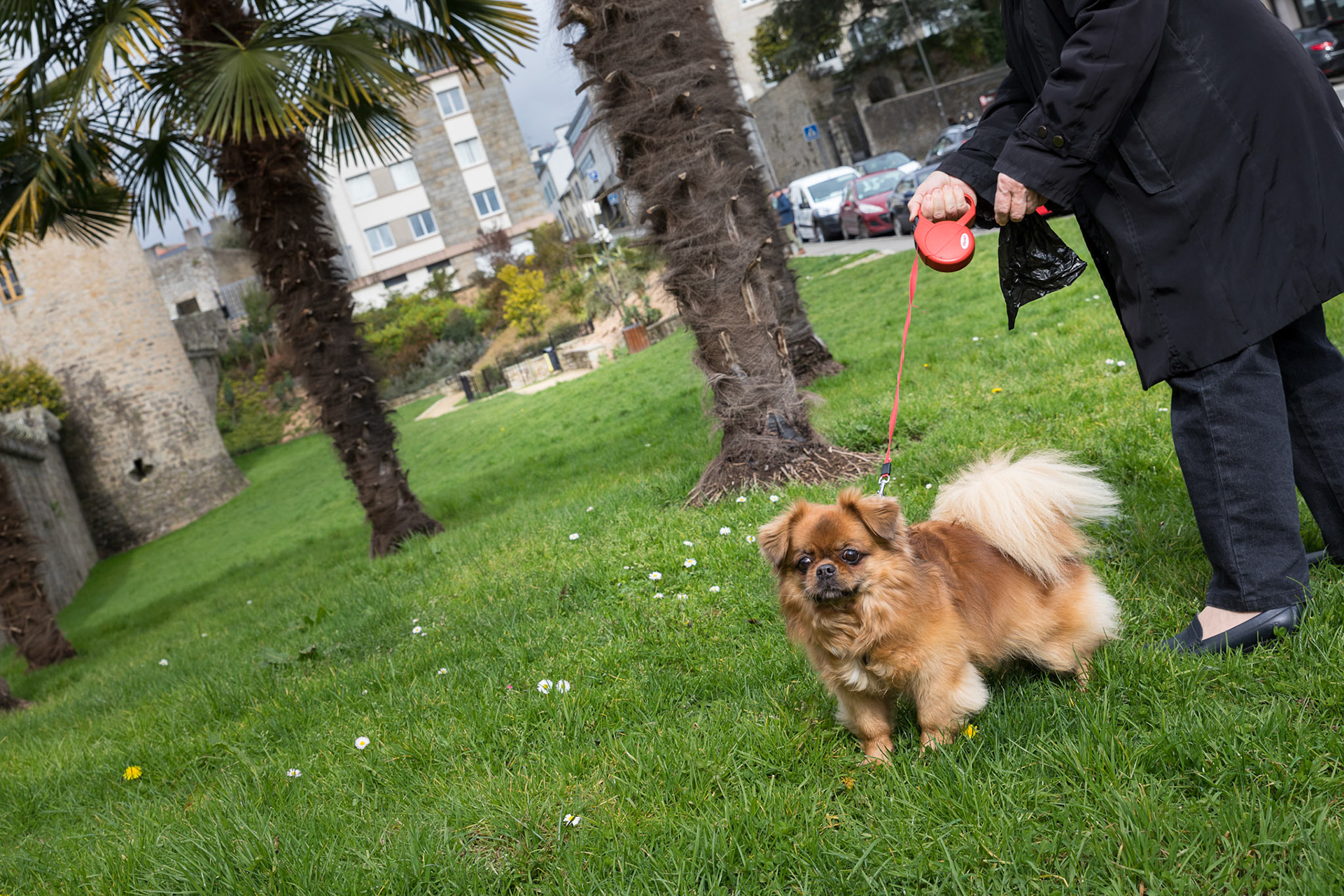 Une dame tient dans sa main un sac à crottes pour ramasser les déjections de son chien qu'elle promène au pied des remparts le long de la rue des Douves.