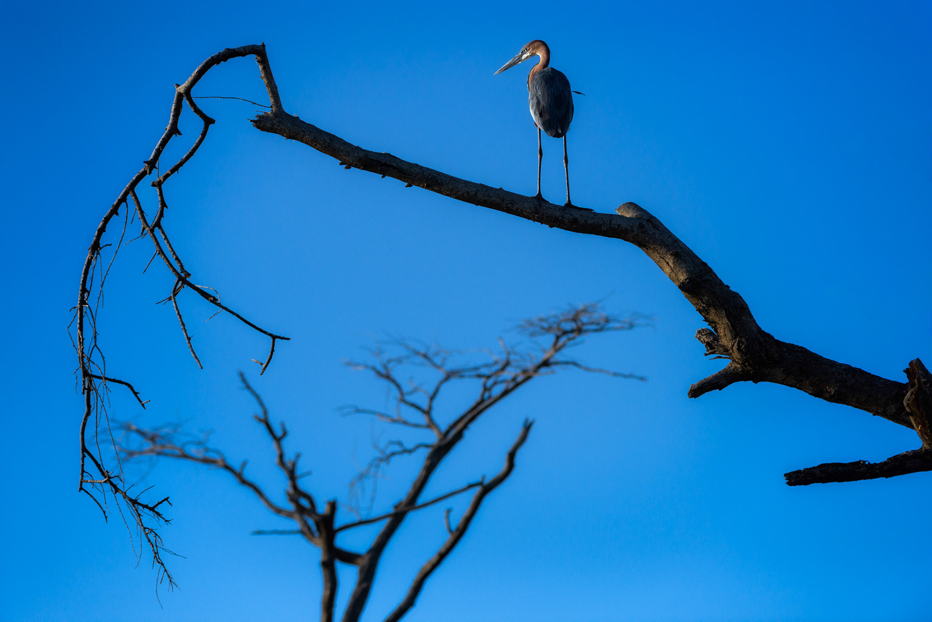 Héron Goliath sur un arbre mort du lac Baringo