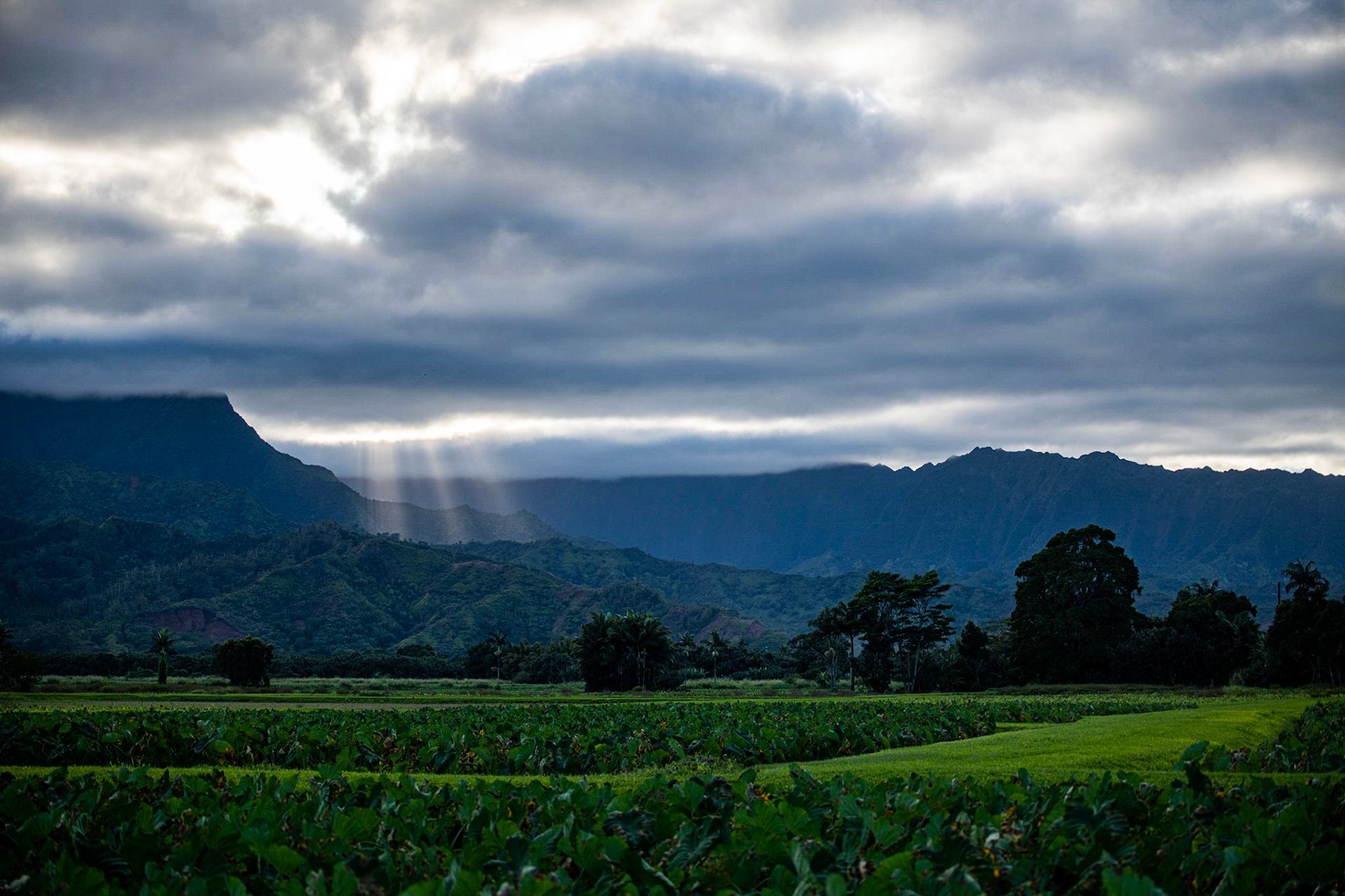 Taro fields, Princeville