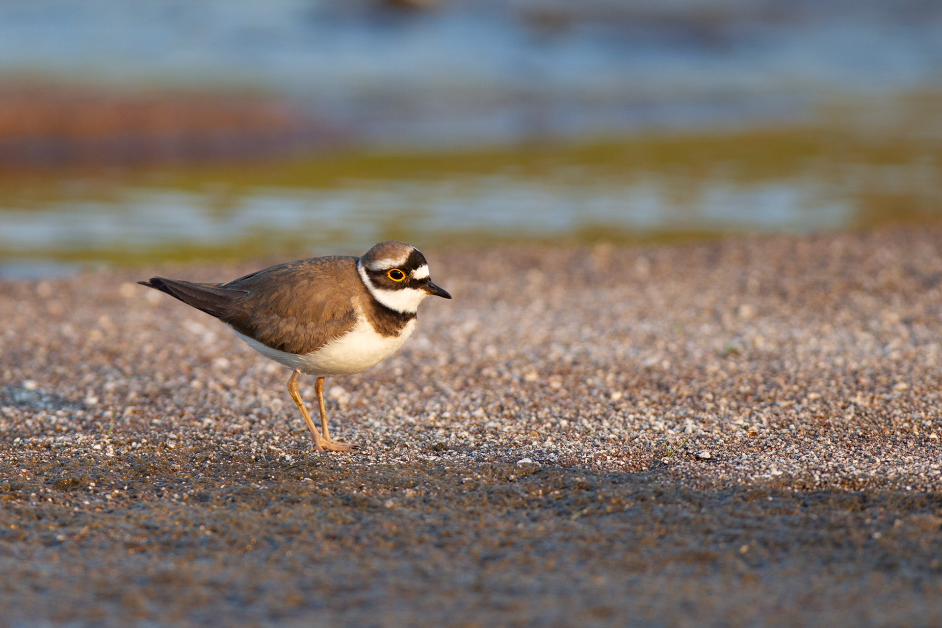 Little Ringed Plover - Charadrius dubious