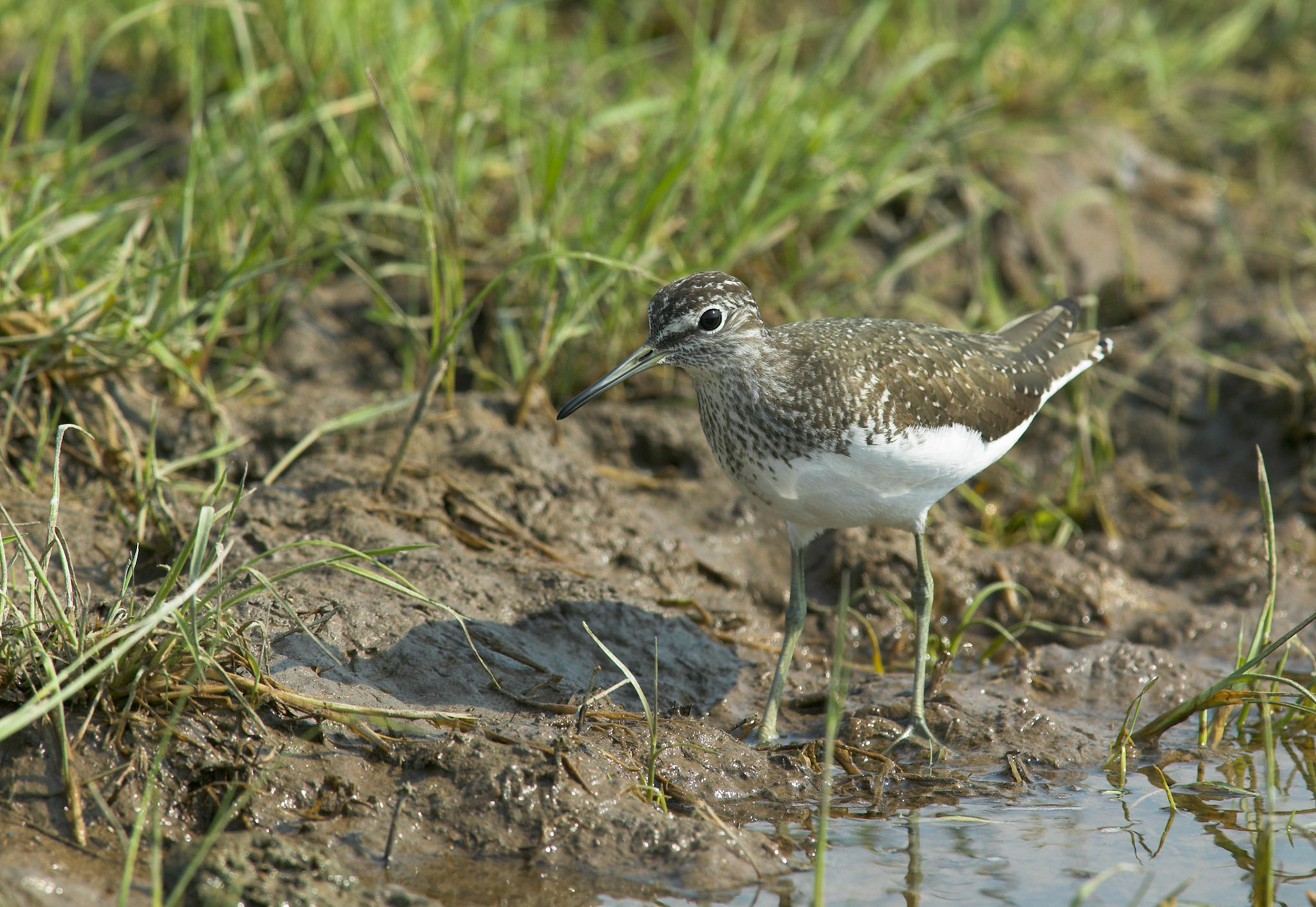 Green Sandpiper - Tringa Ochropus