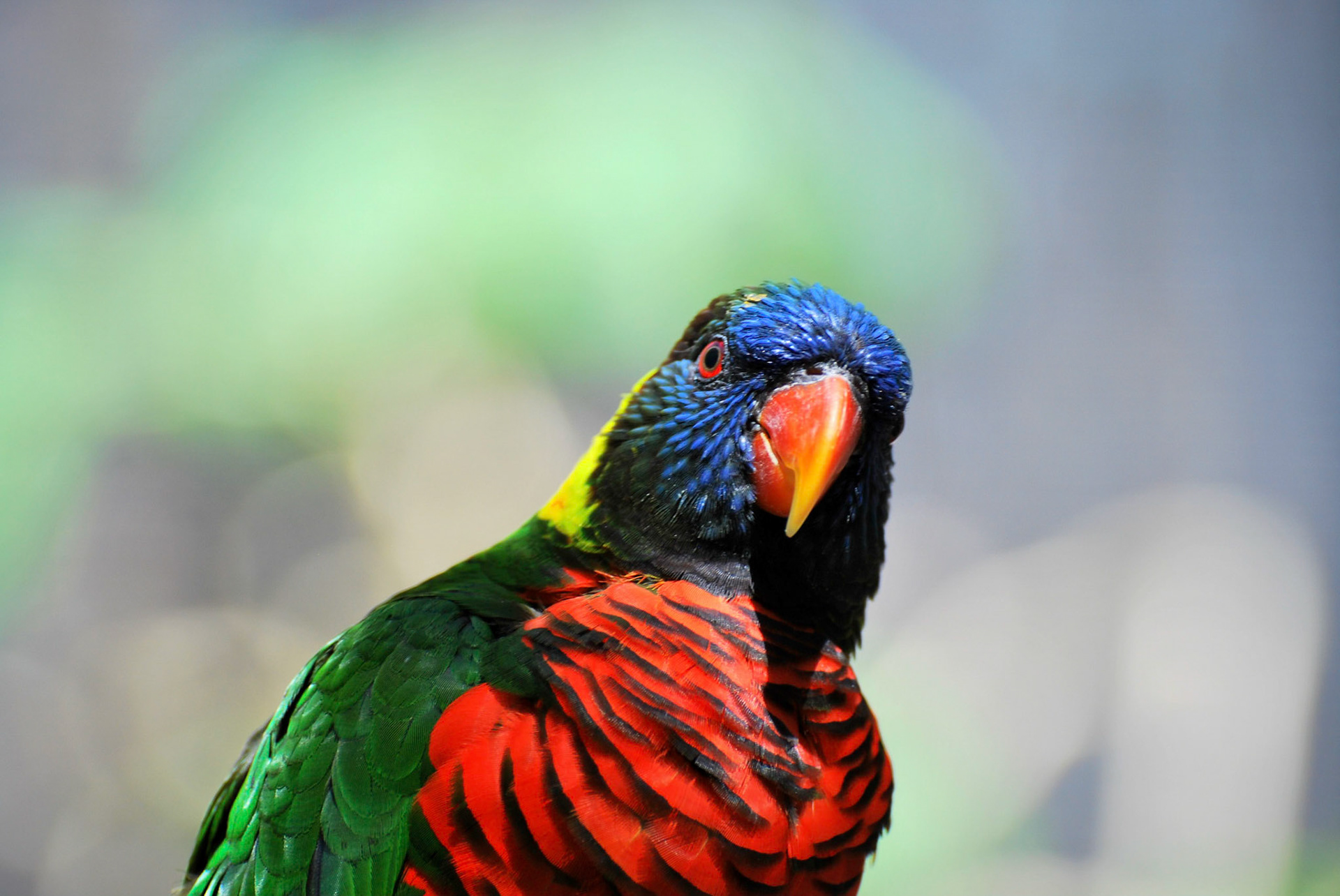 Lorikeet