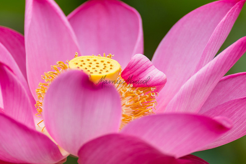 pink lotus flower growing in a park