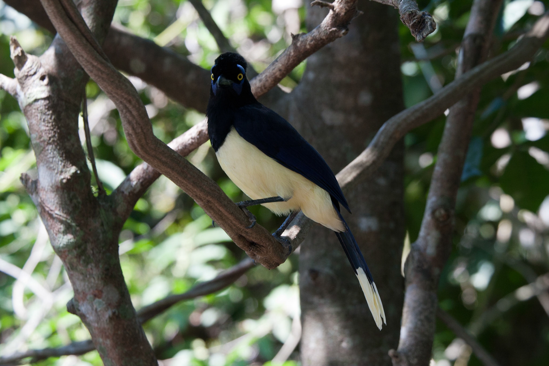 Plush crested jay