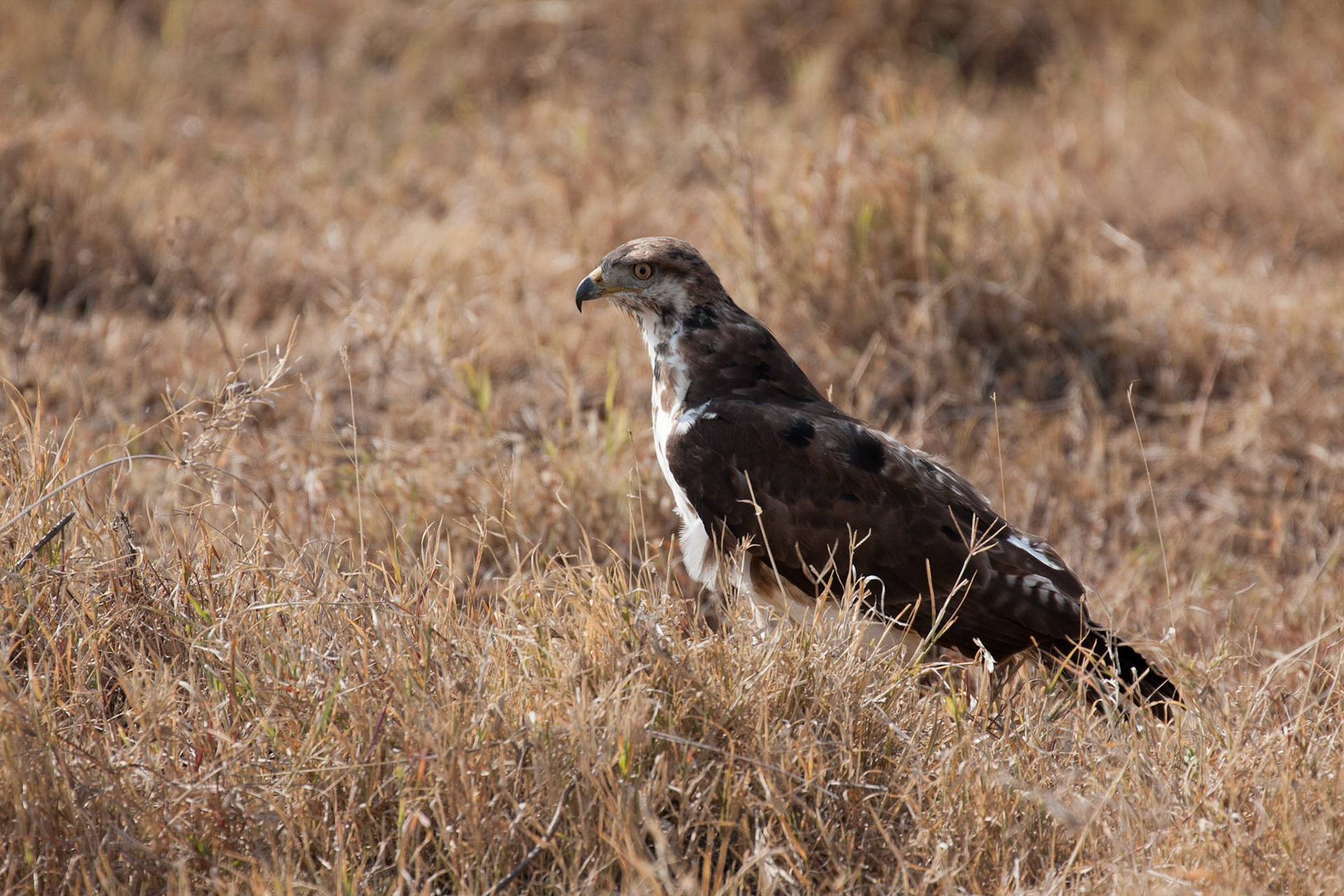 Augur buzzard