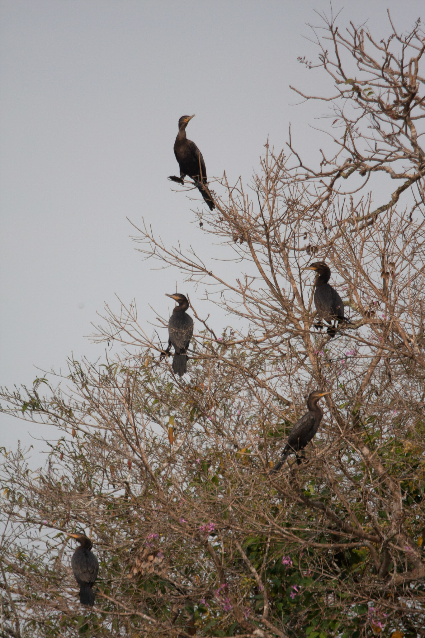 Neotropic cormorants