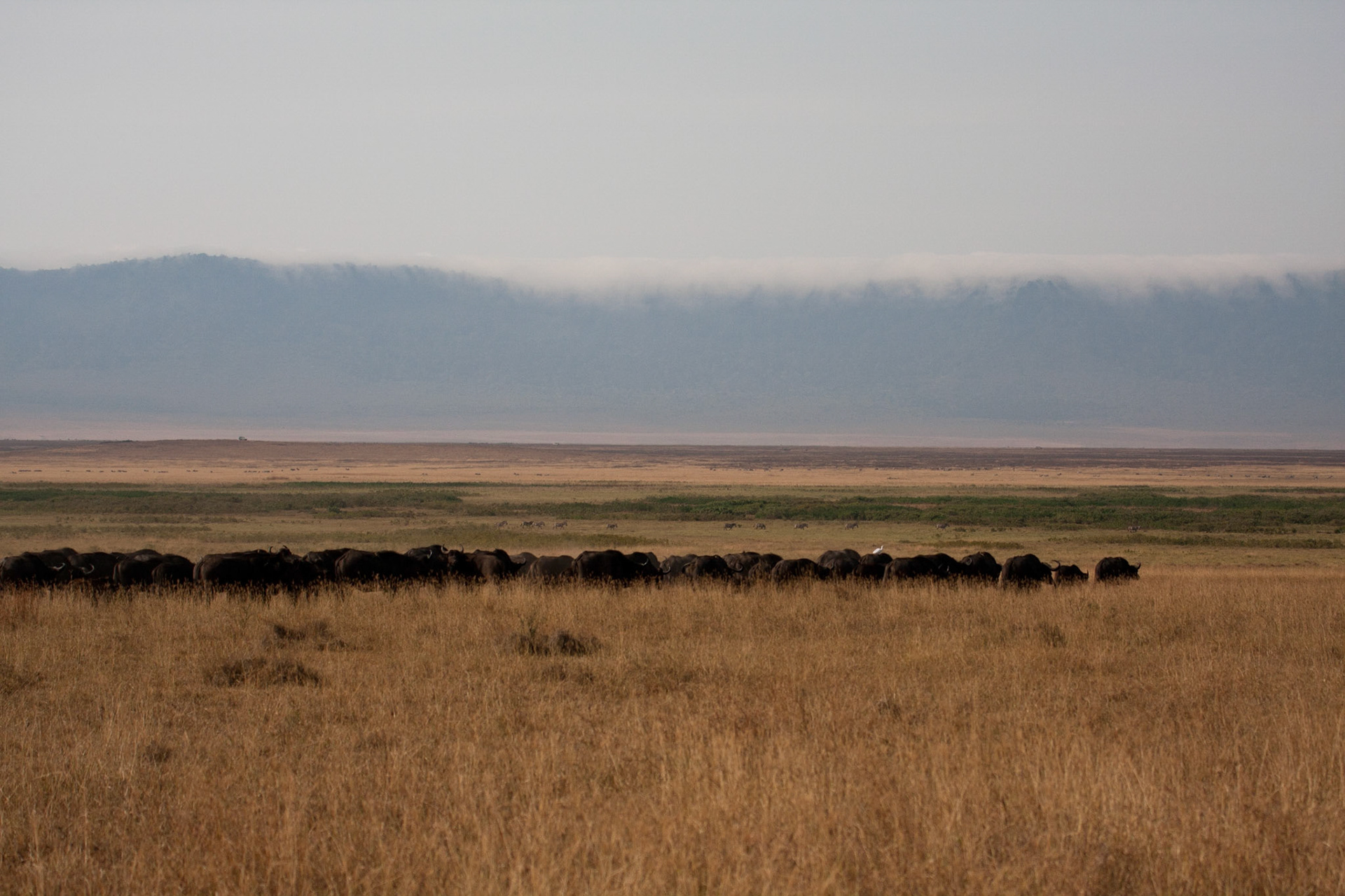 Herd of buffalo in the crater