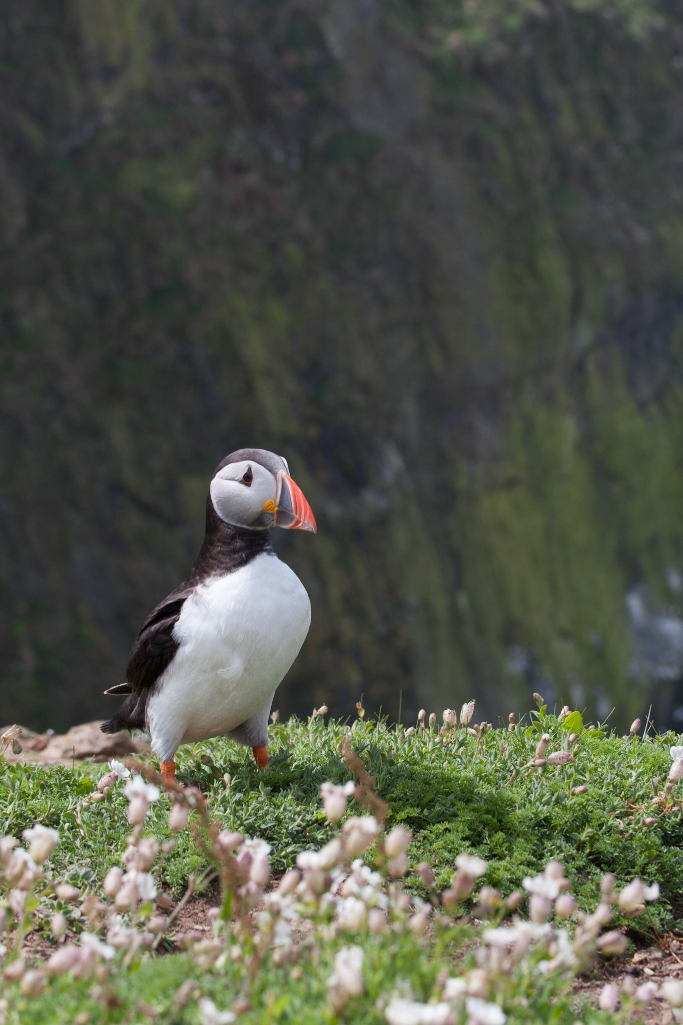 Puffin at The Wick