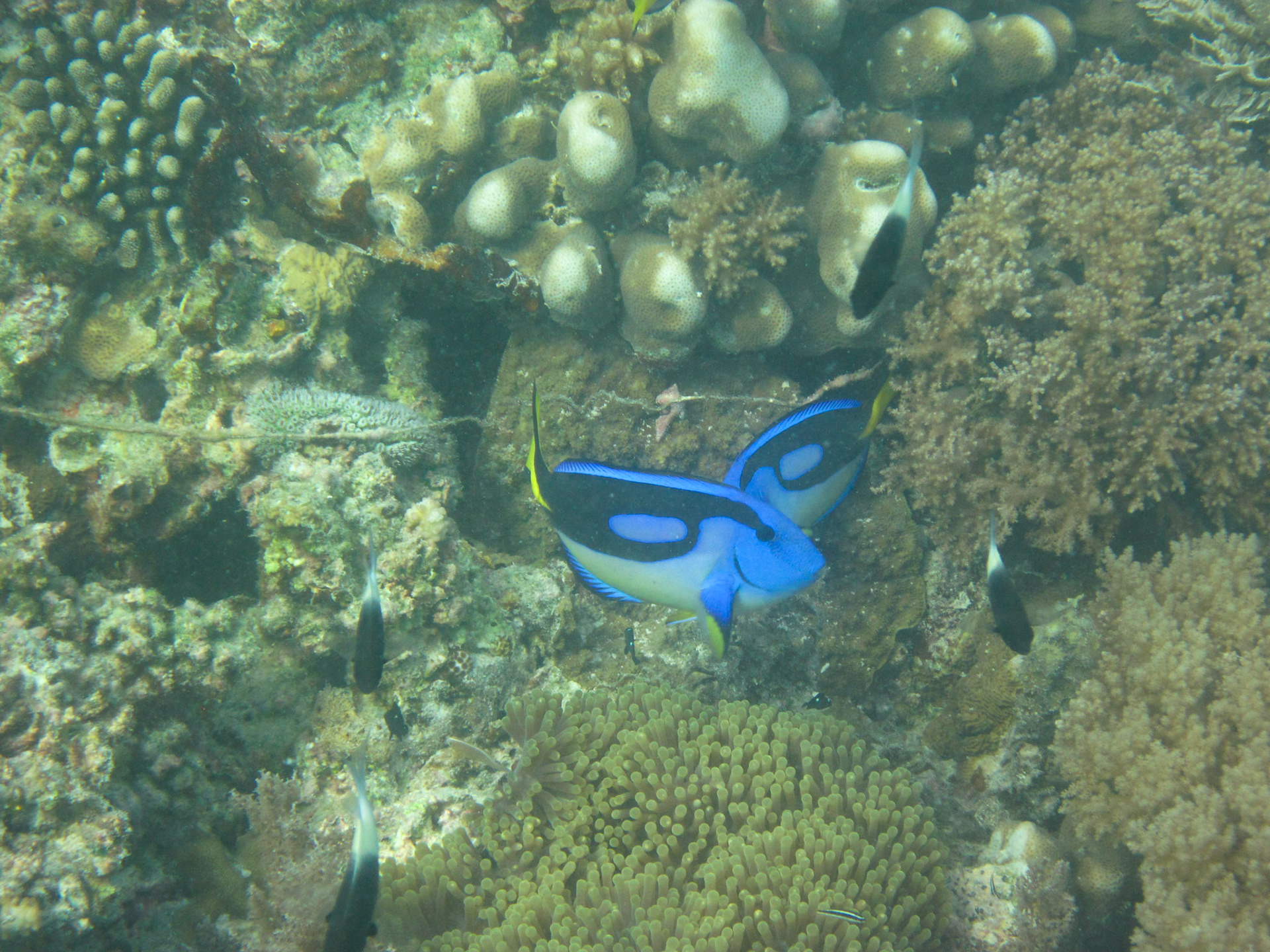 Palette surgeonfish