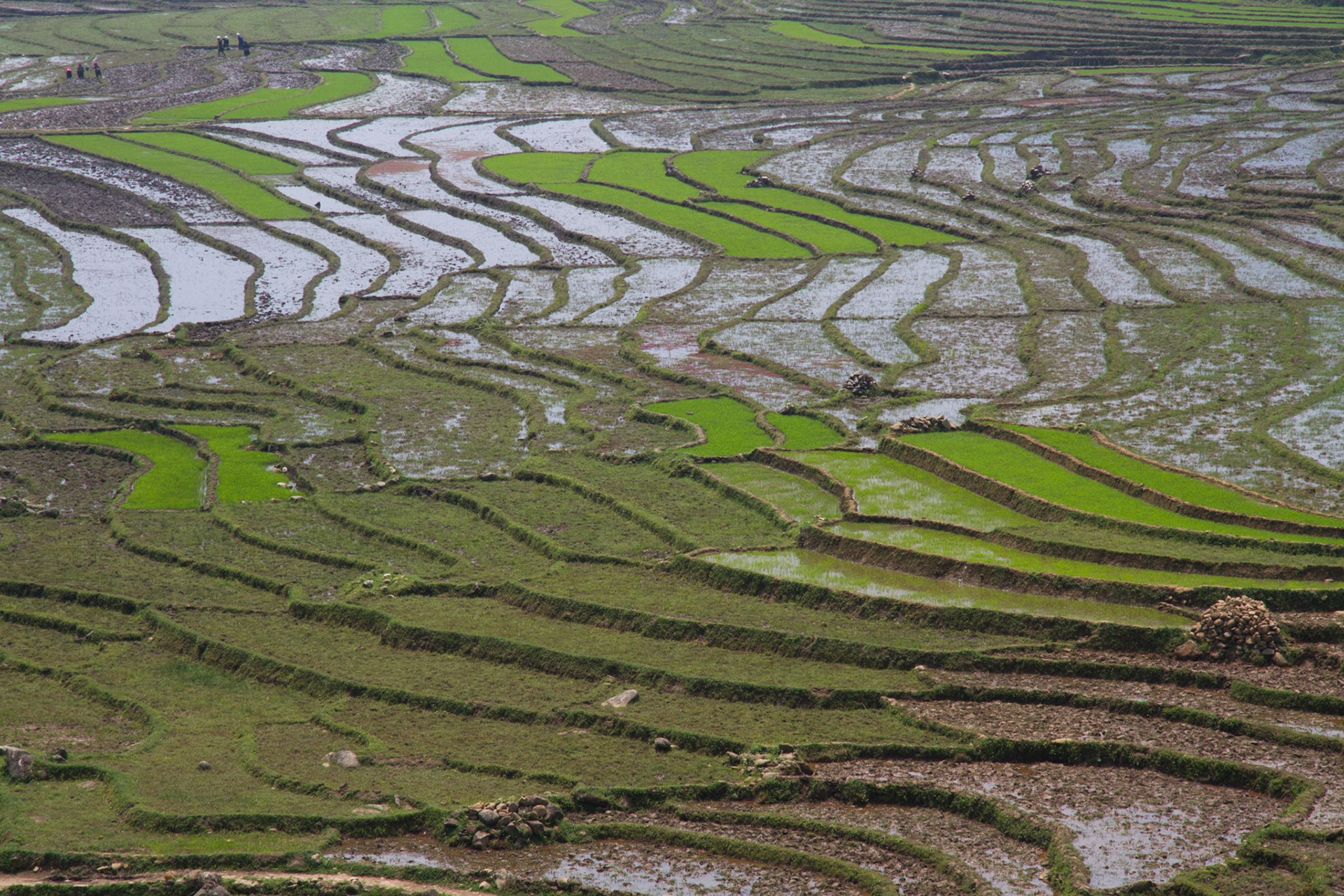 Rice fields near Sapa