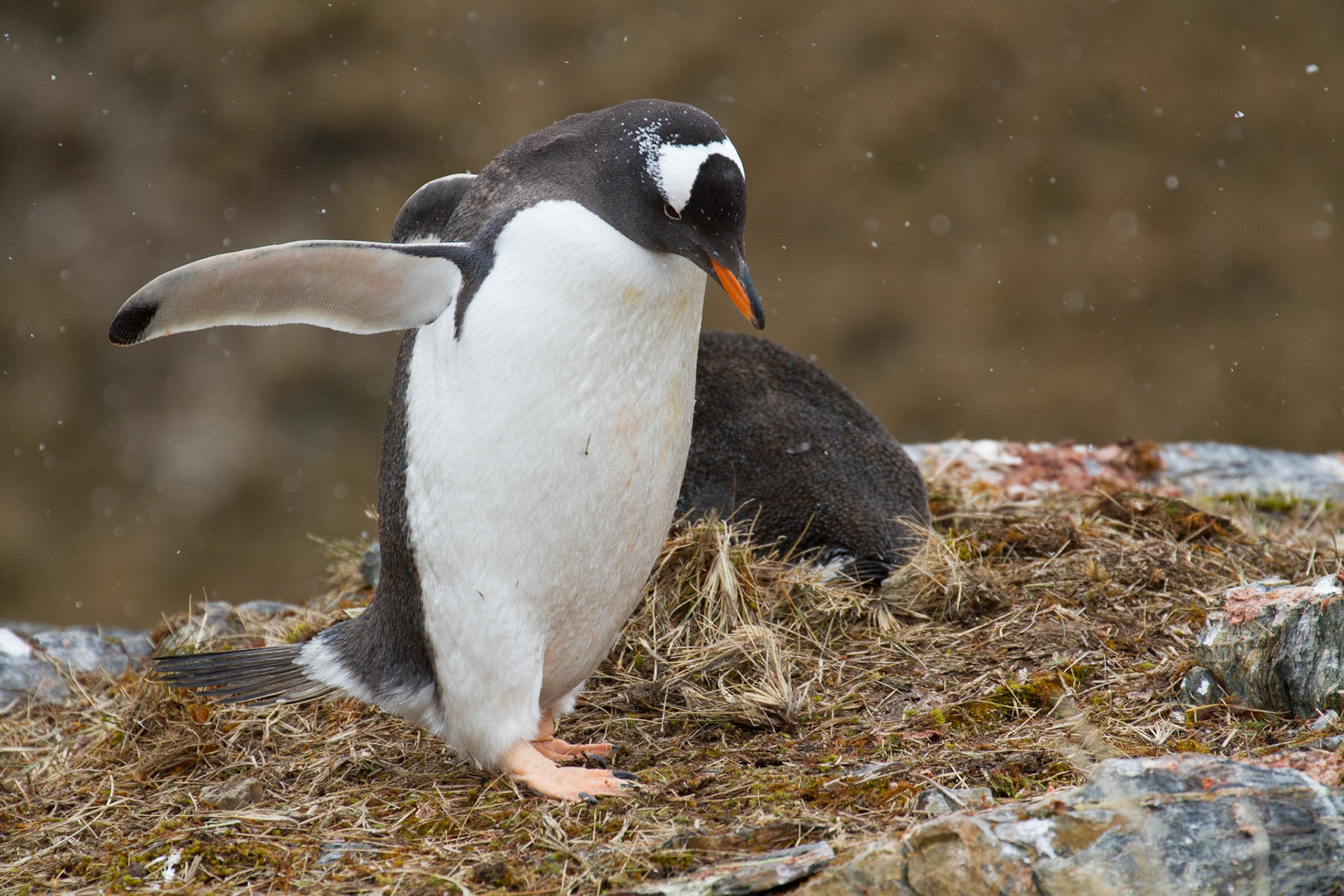 Gentoo penguin