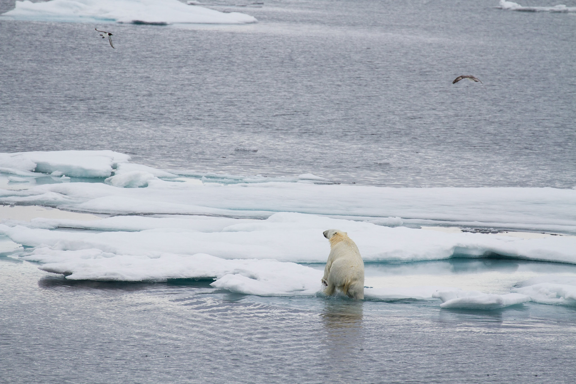 Polar bear emerging from the water