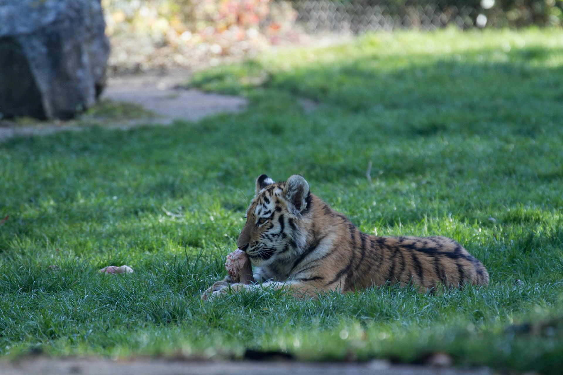 Tiger cub, 5.5 months old