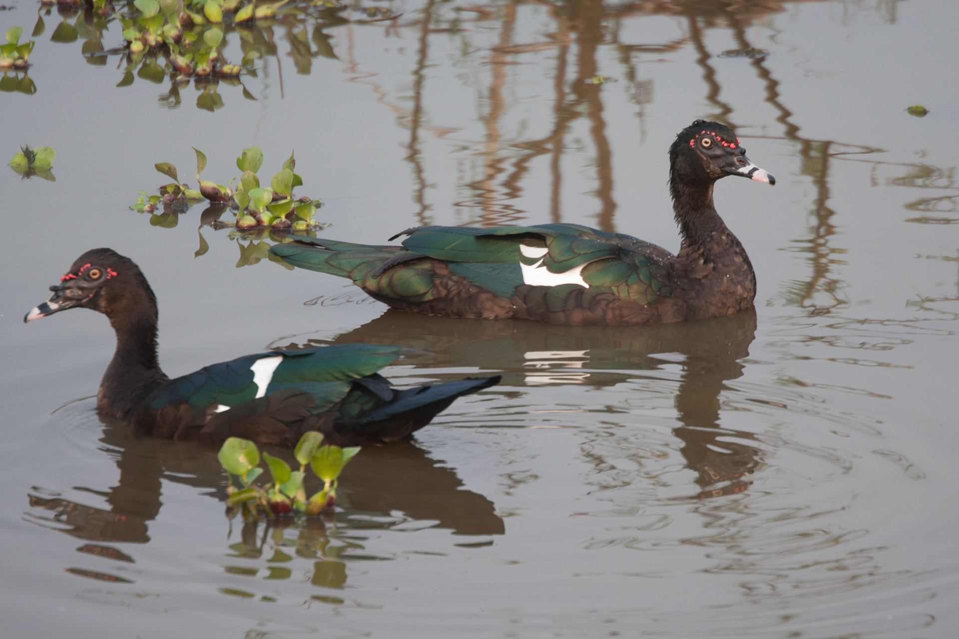 Muscovy ducks
