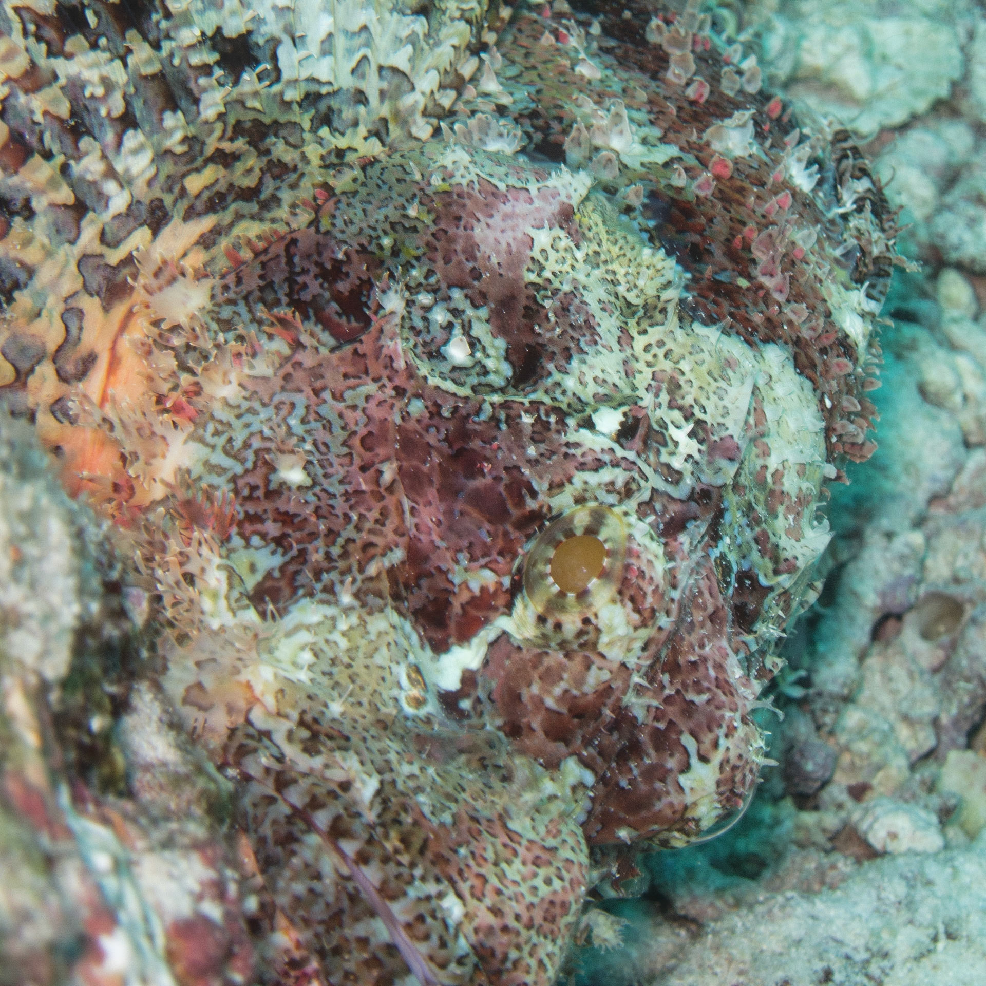 Scorpion fish