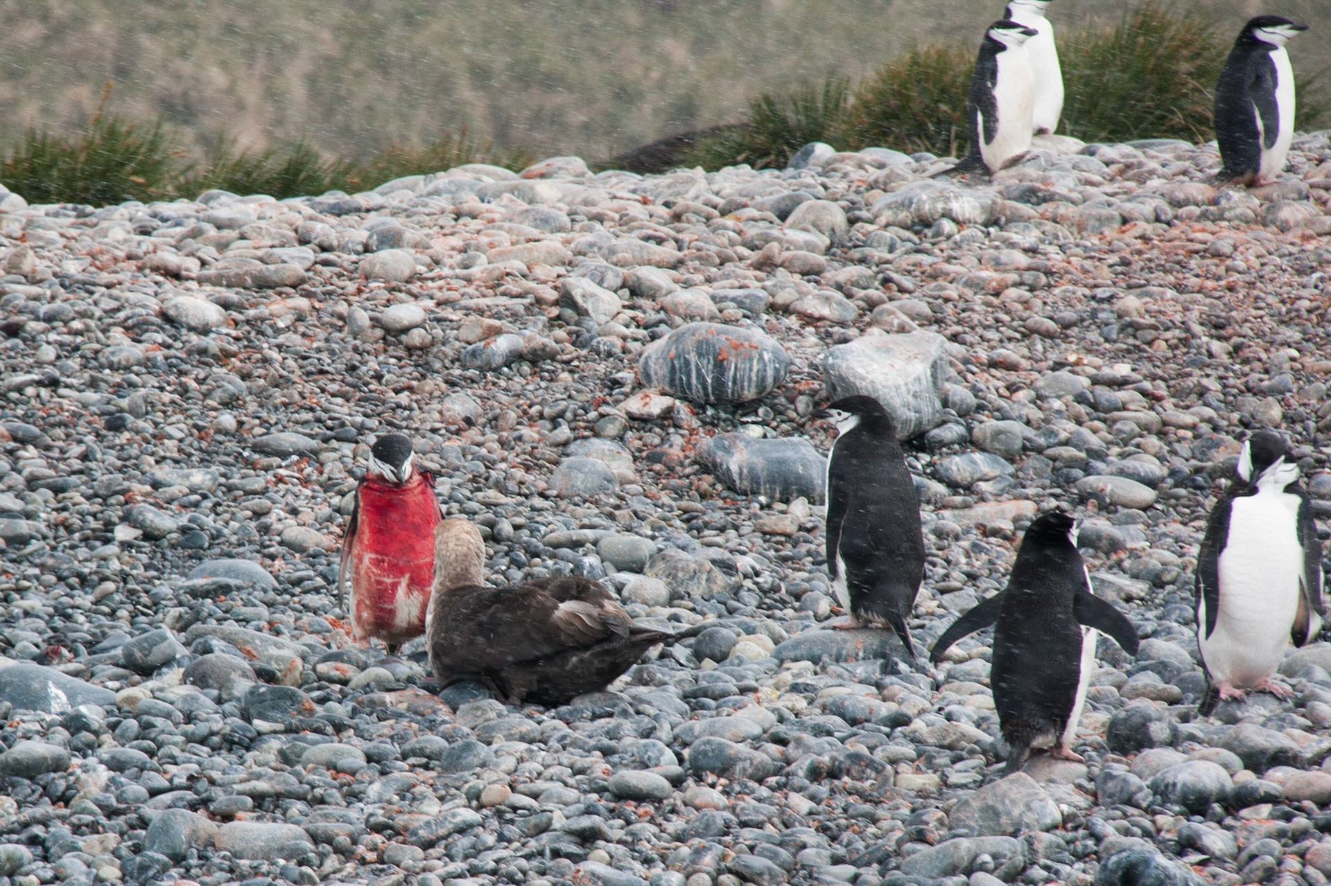 Waiting for death: a skua eyeing an injured chinstrap