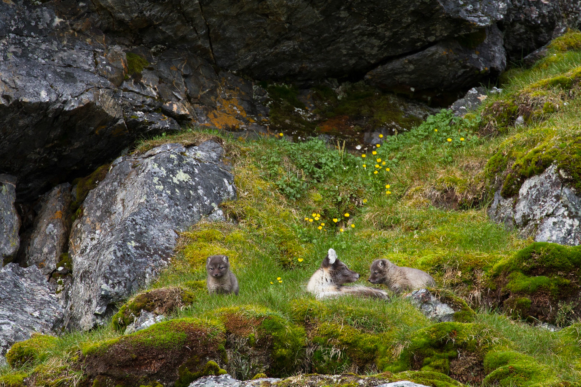 Arctic fox and kits